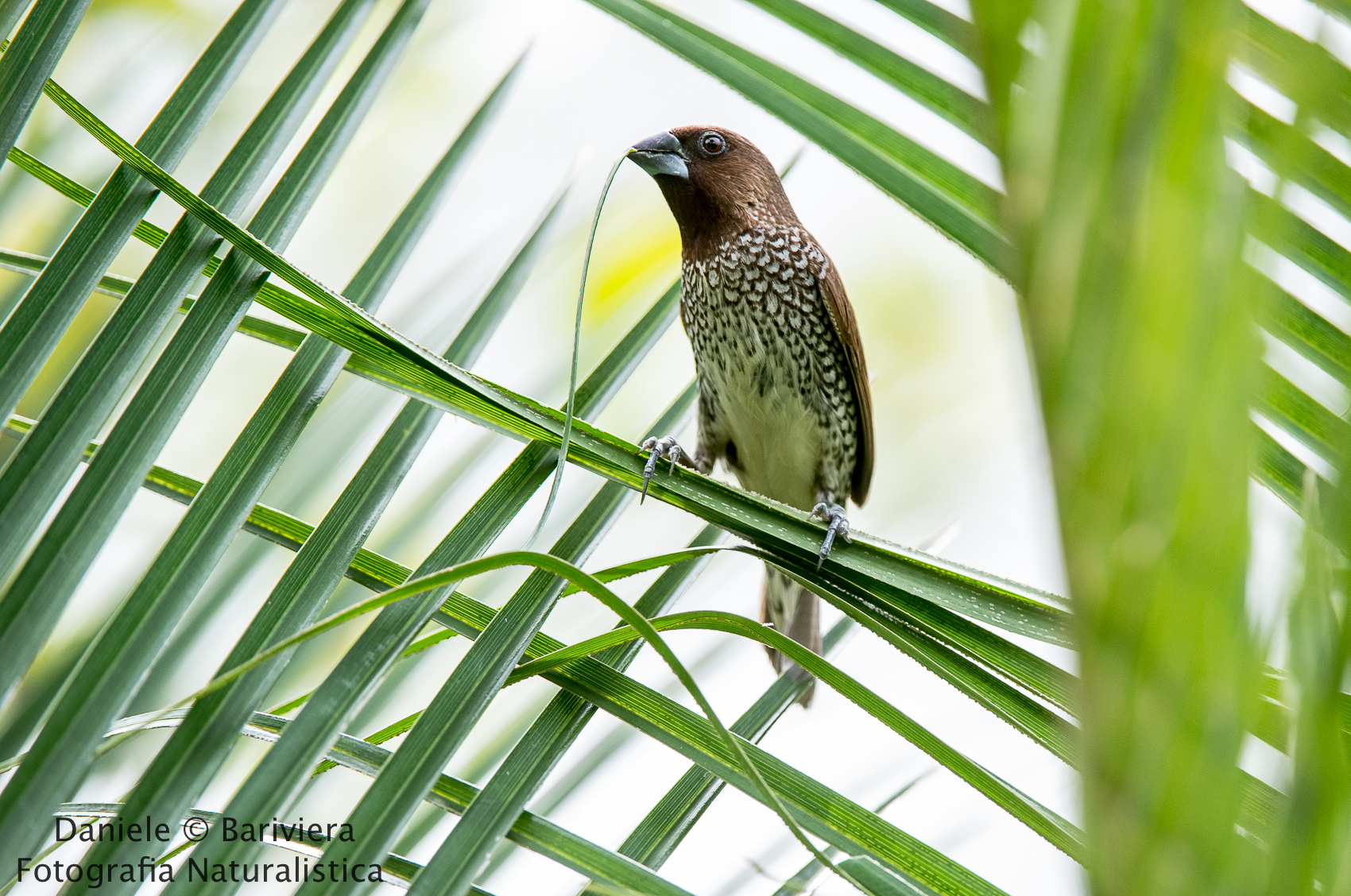 white-rumped munia ( Lonchura striata)
