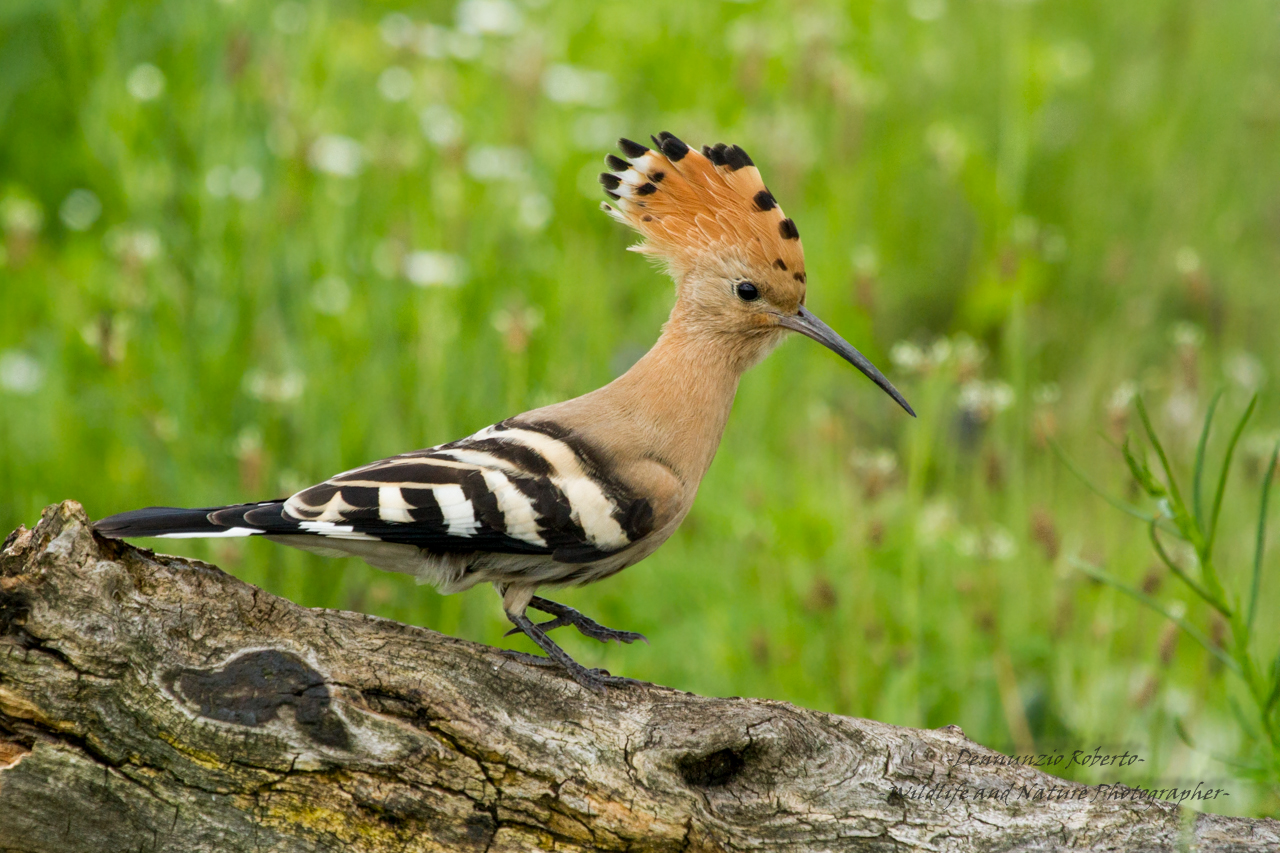 Hoopoe