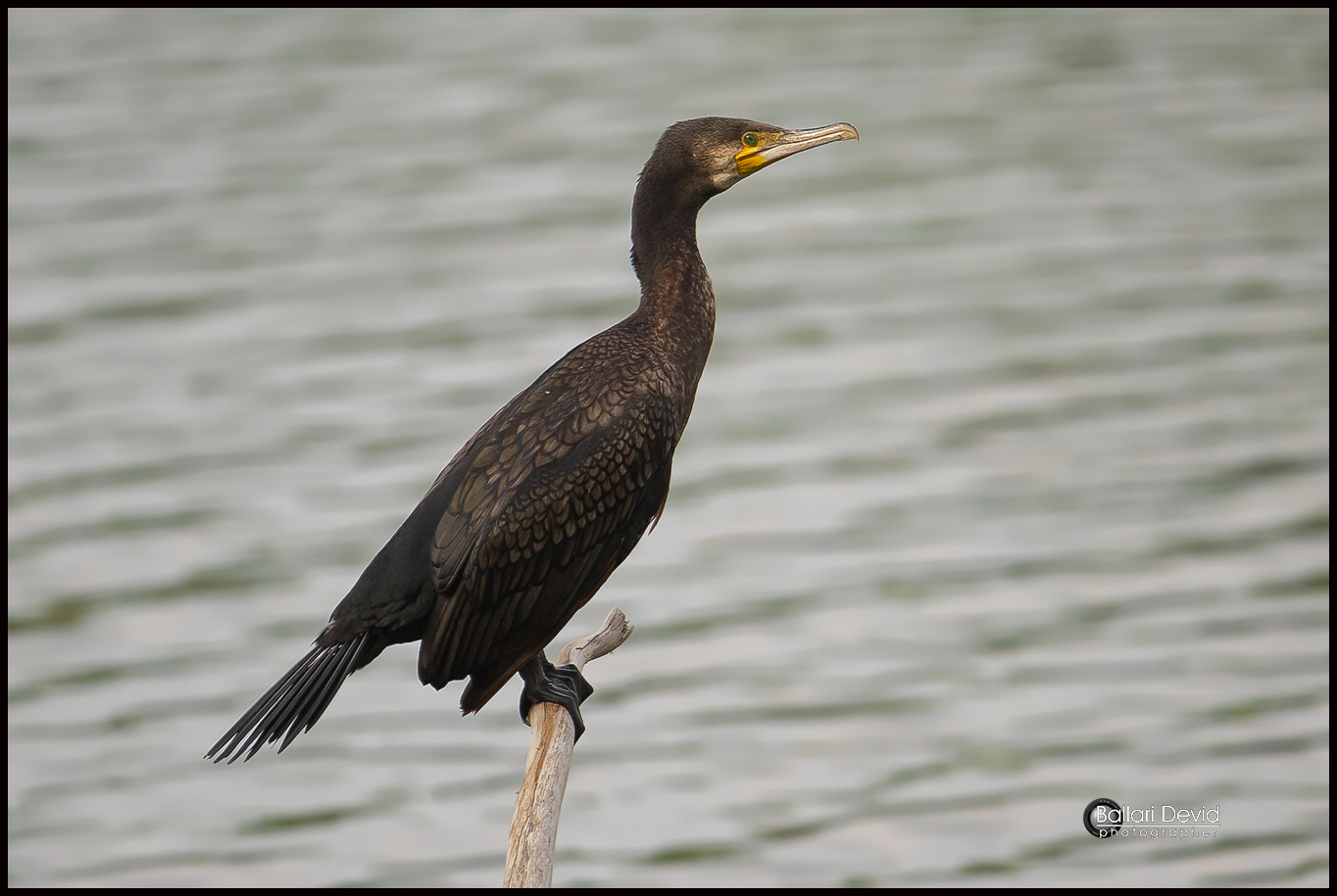 cormorano