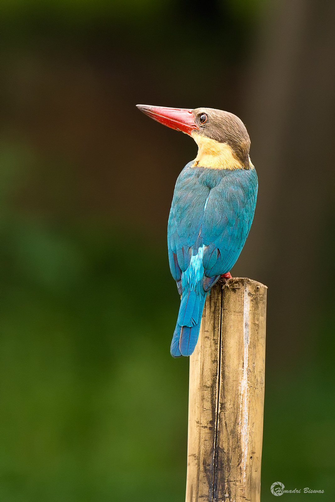 Stork-billed Kingfisher