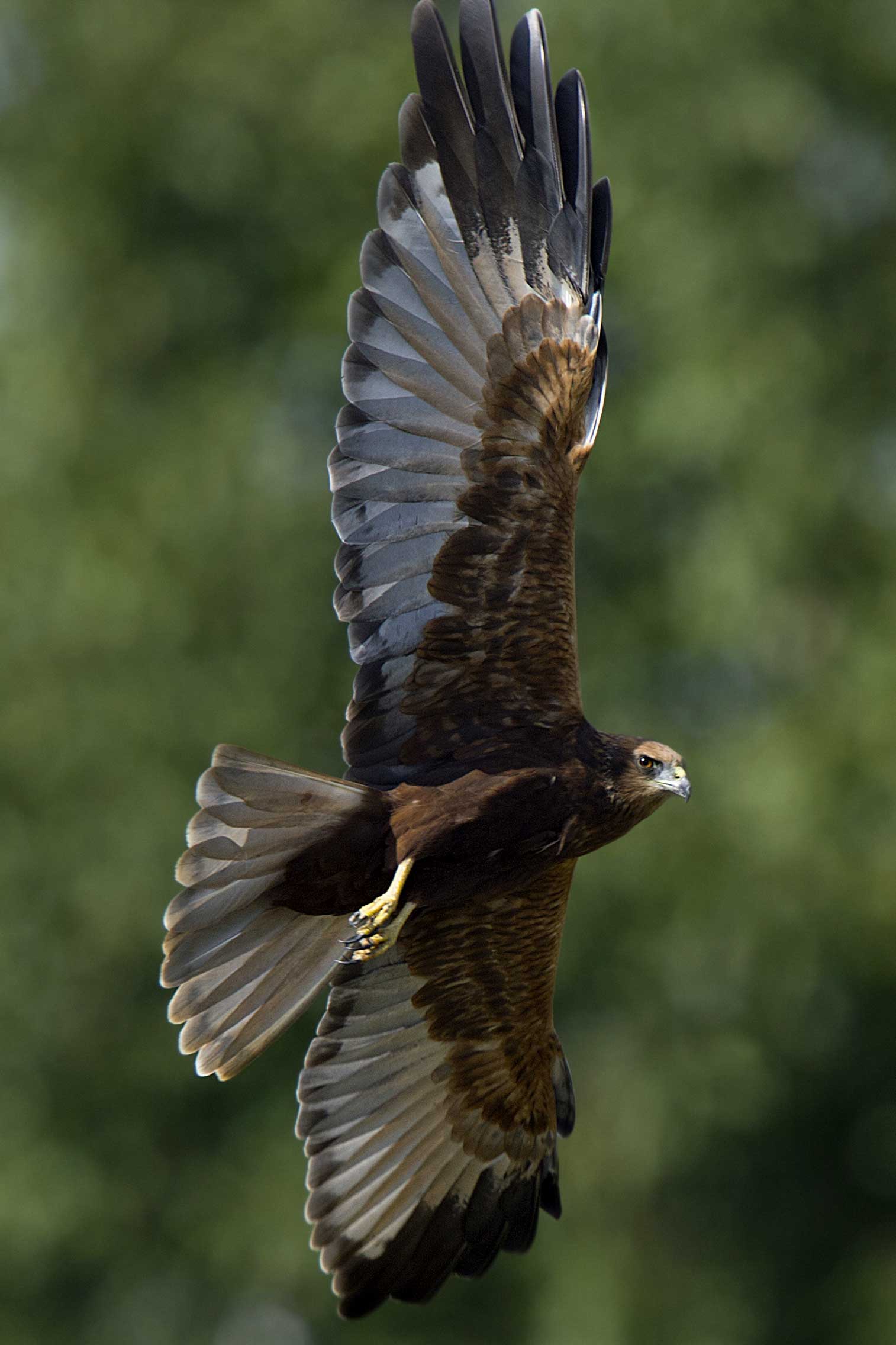Marsh Harrier