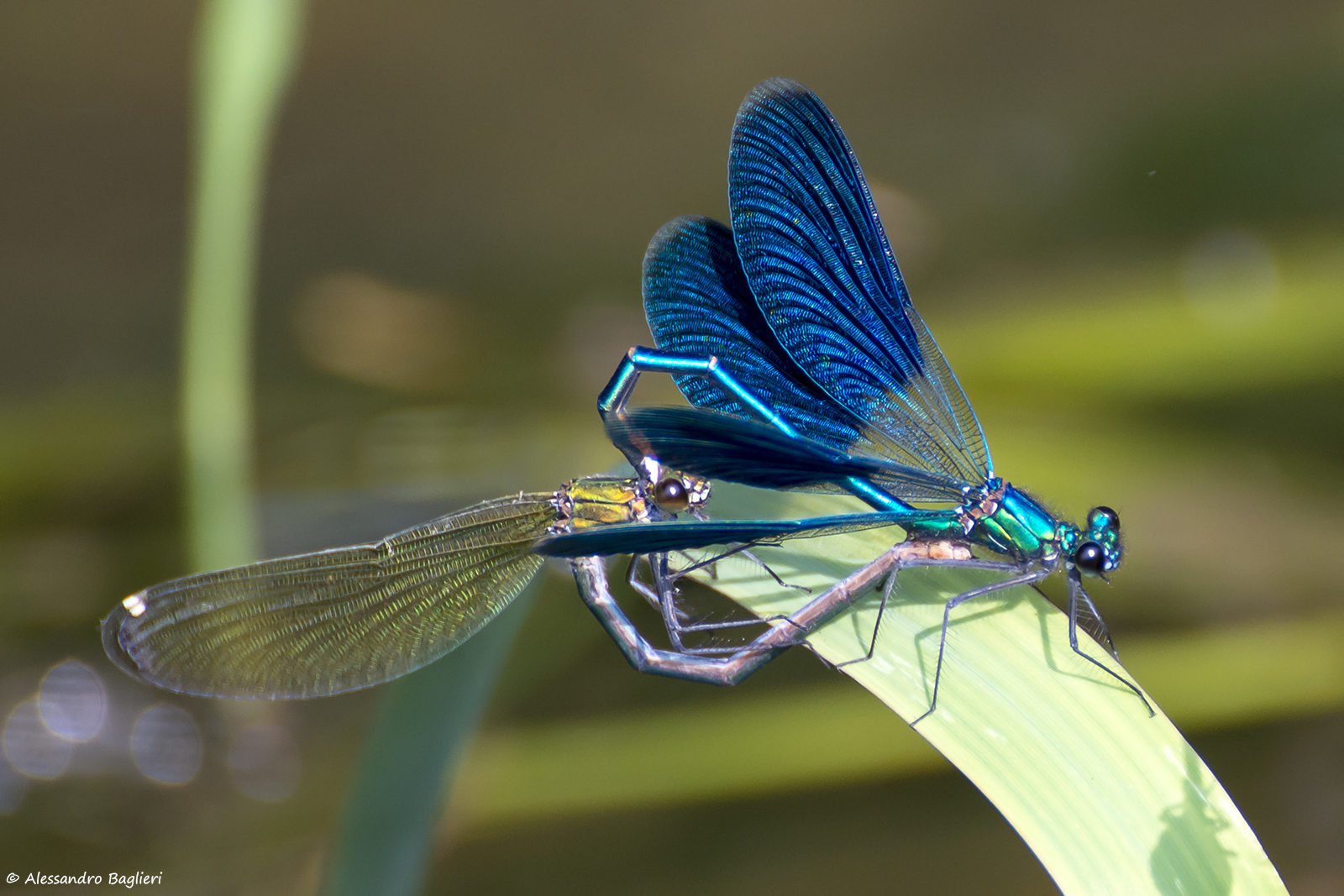 Libellule in accoppiamento