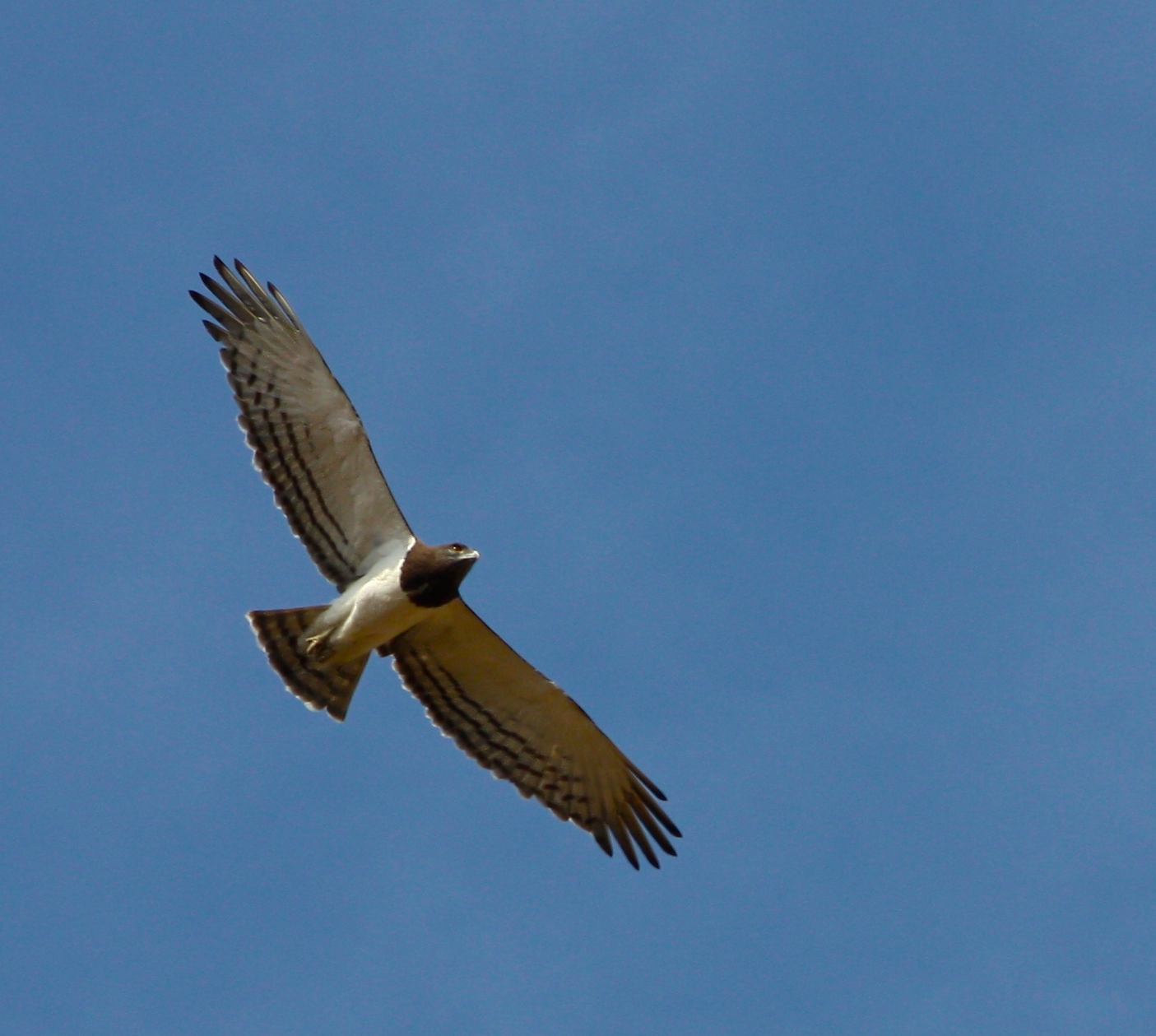circaetus pectoralis (black-chested snake-eagle)