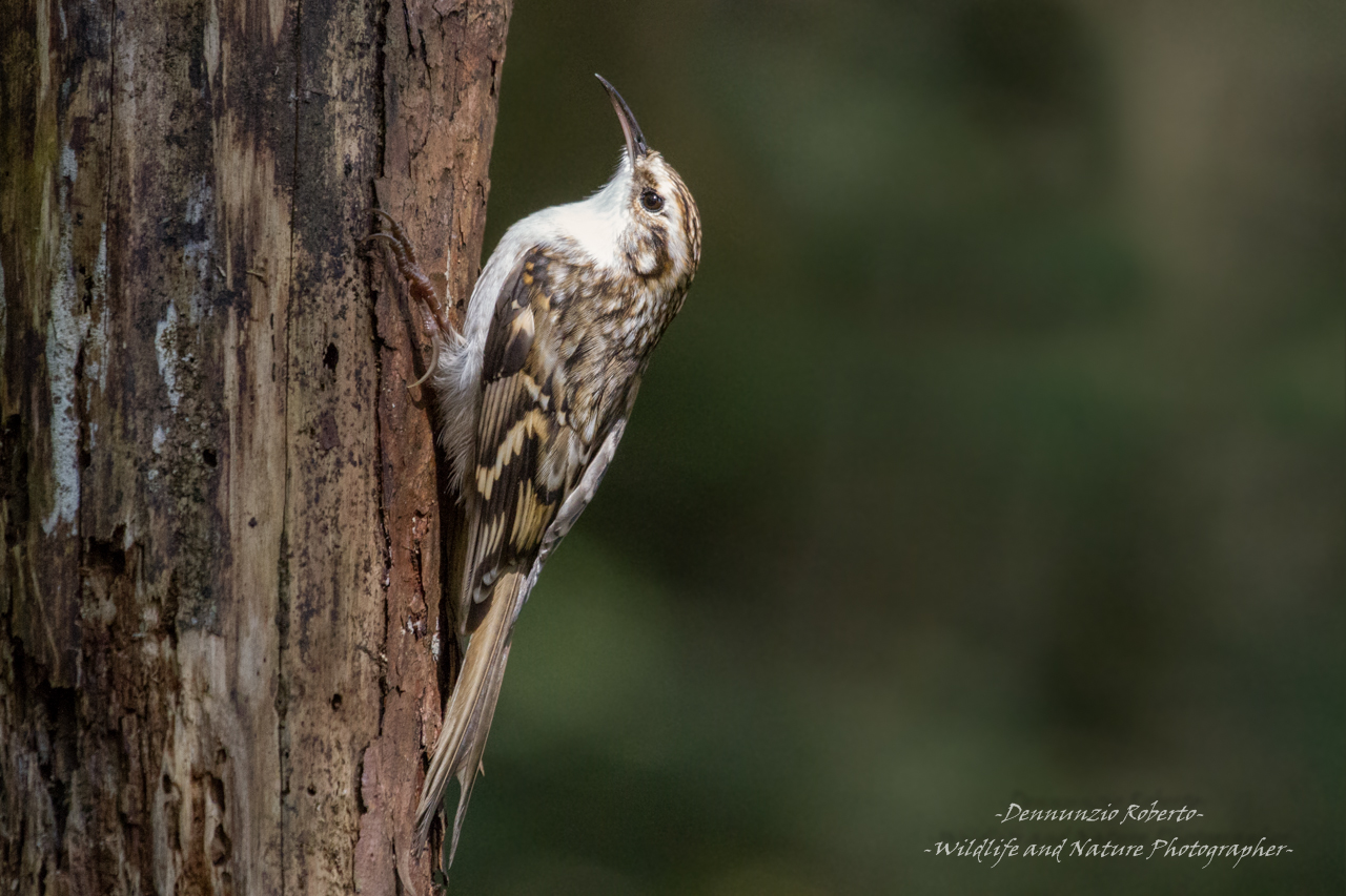 Treecreeper