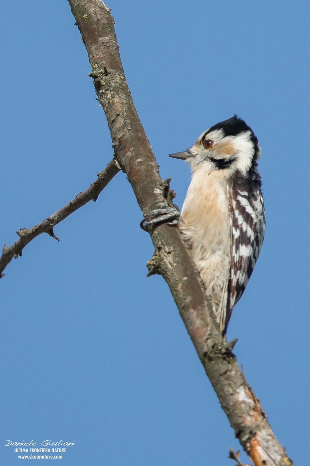 Picchio rosso minore...femmina