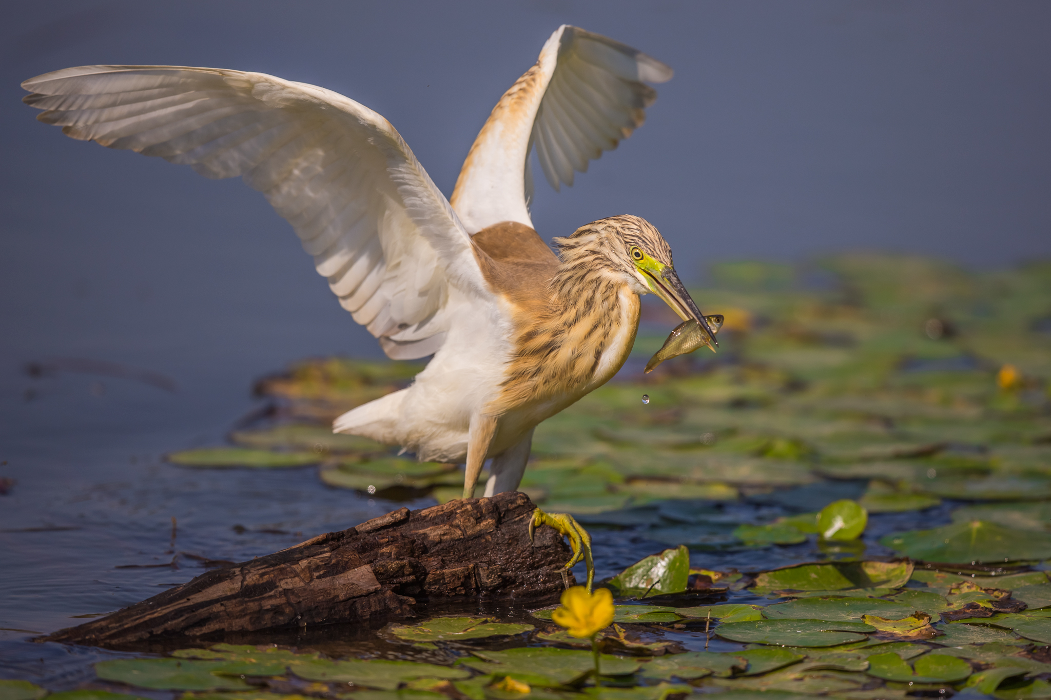 La sgarza e il malcapitato...