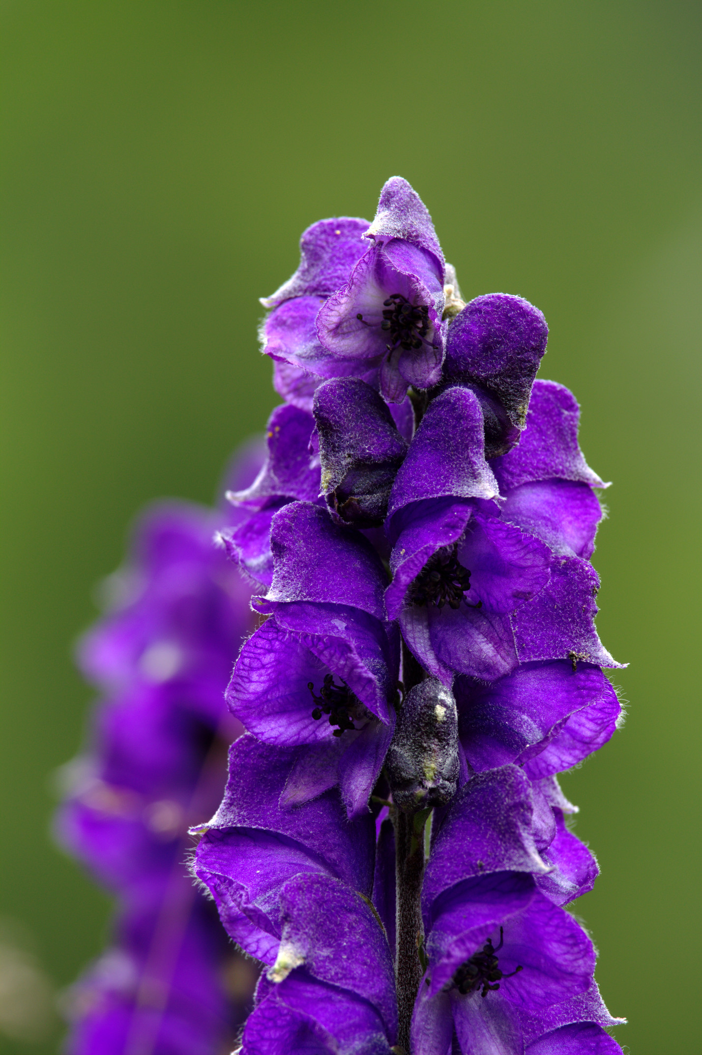 Valtellina, Aconitum