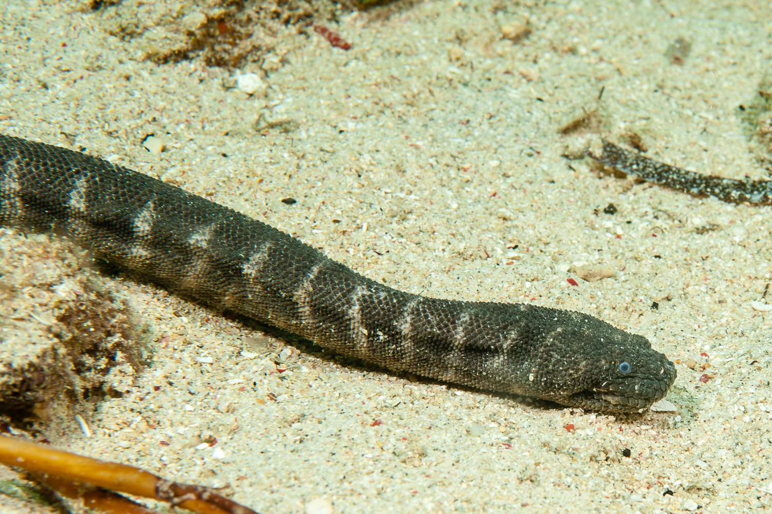 acrochordus javanicus
