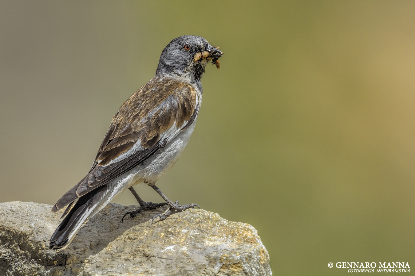 Fringuello alpino (Montifringilla nivalis)