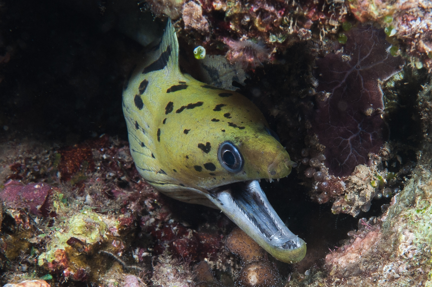 gymnothorax fimbriatus