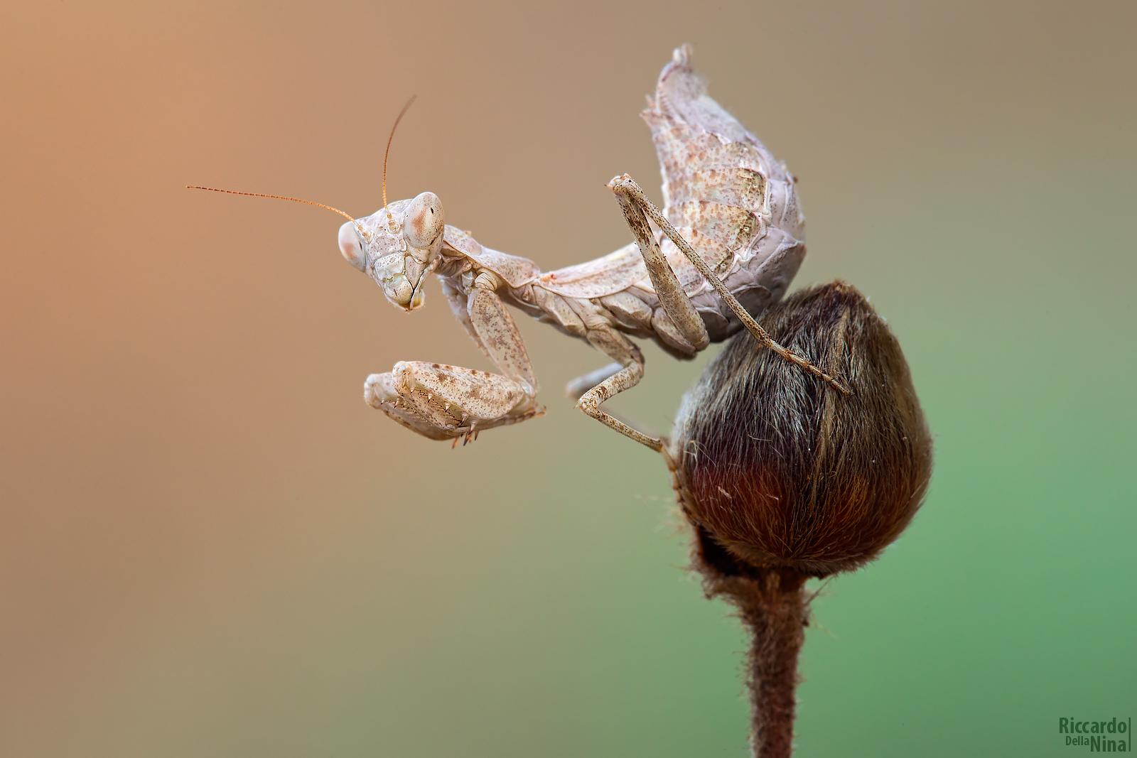 Ameles Spallanzania.