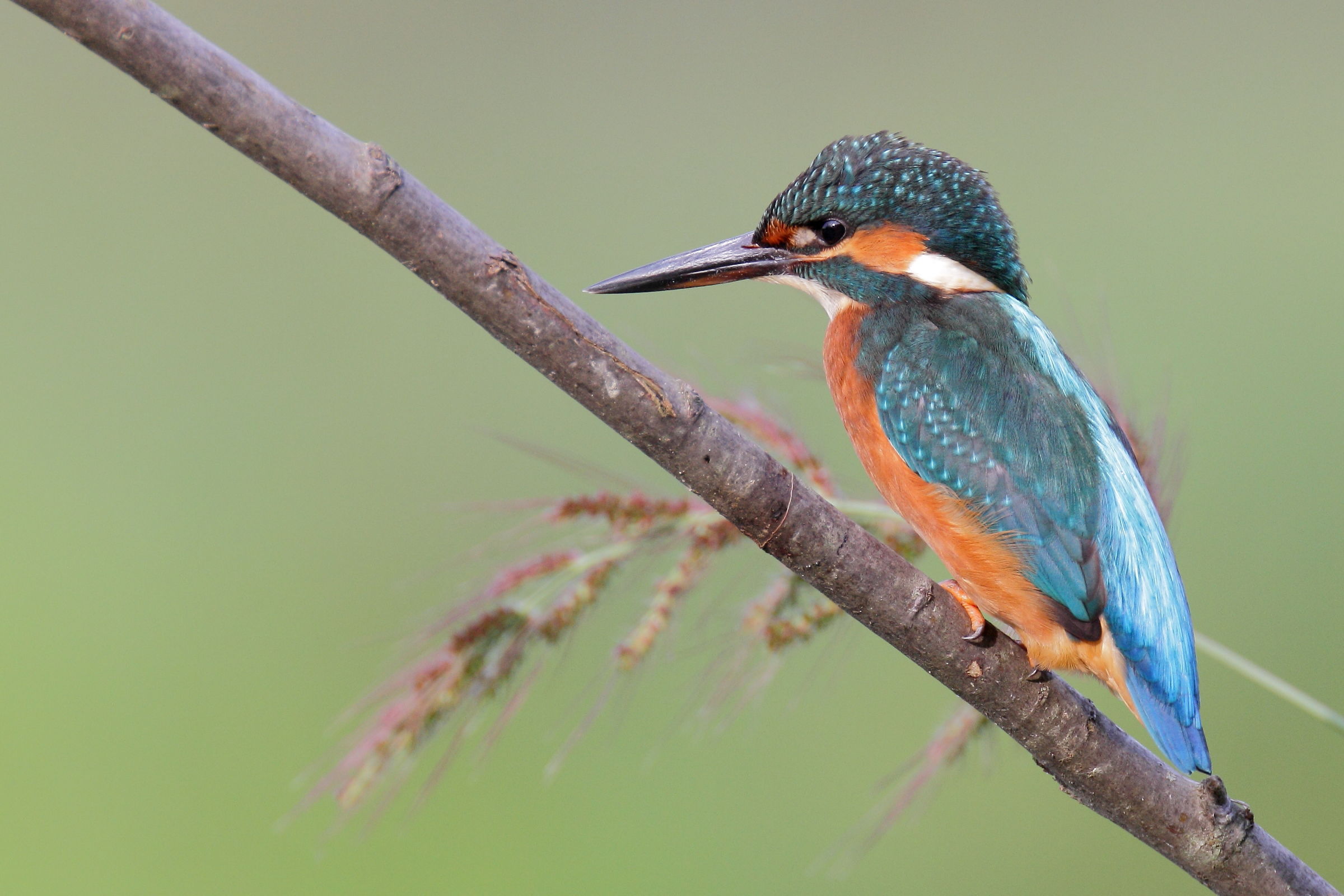 Martino con la spiga