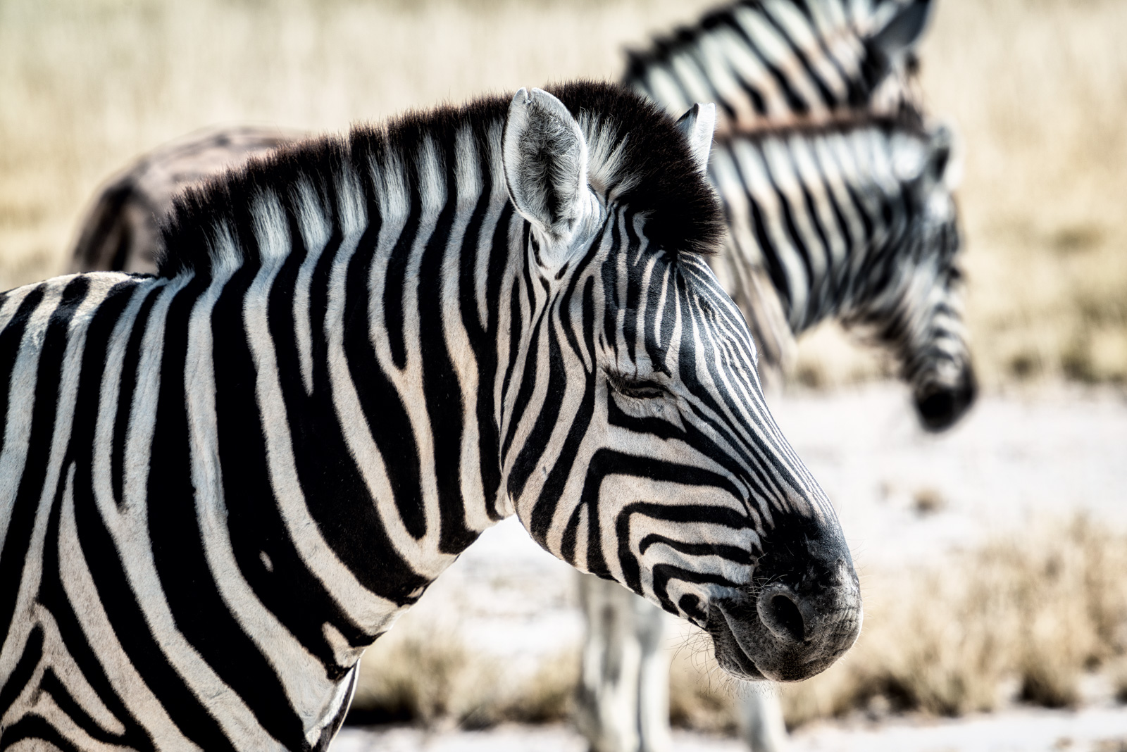 Portrait of a zebra