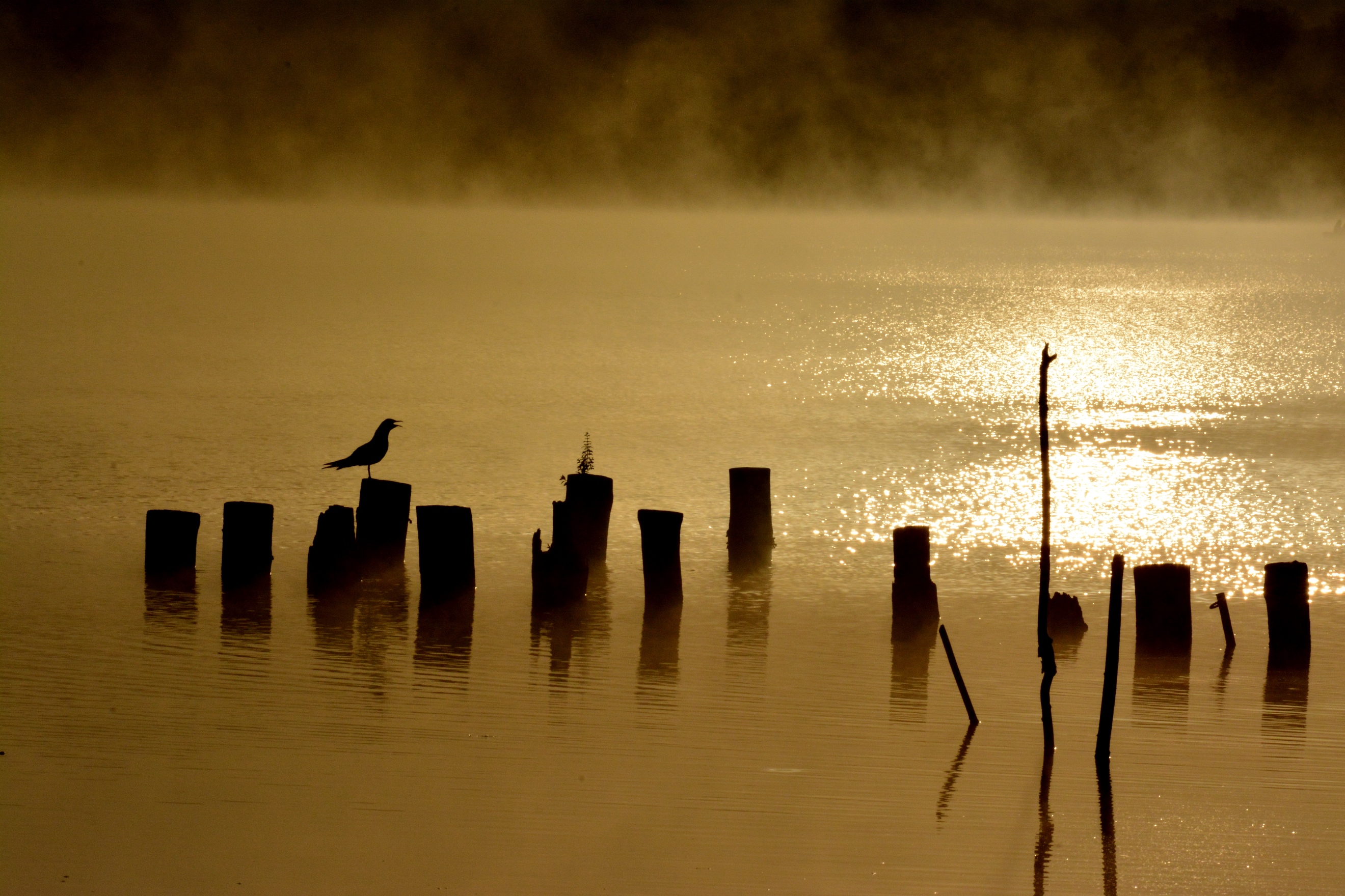 Serenade to the new day ...