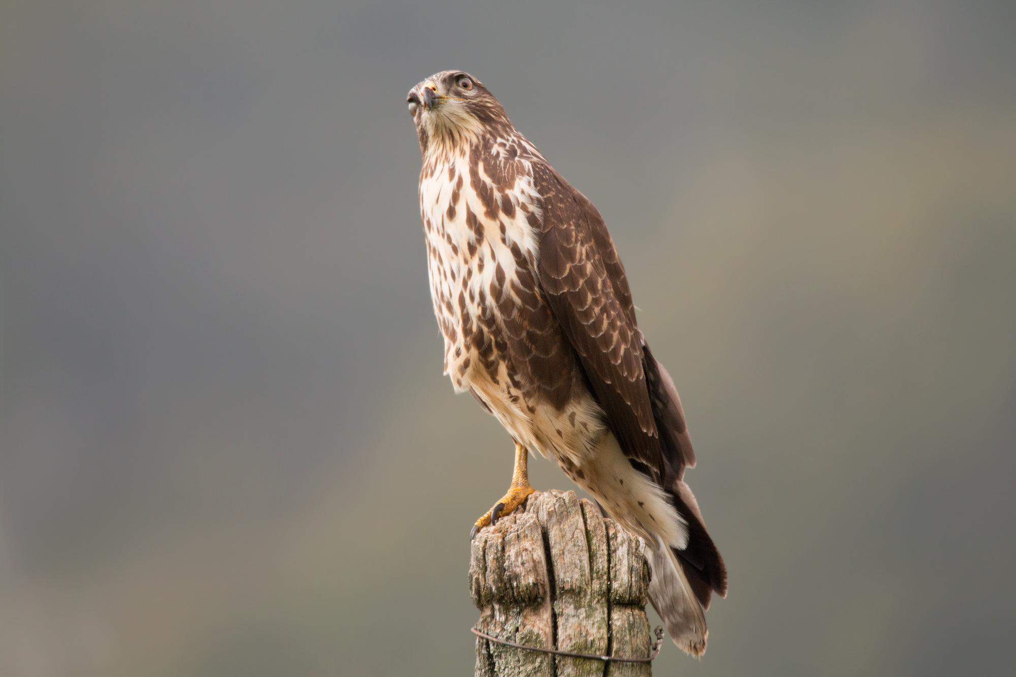 A nod to the photographer