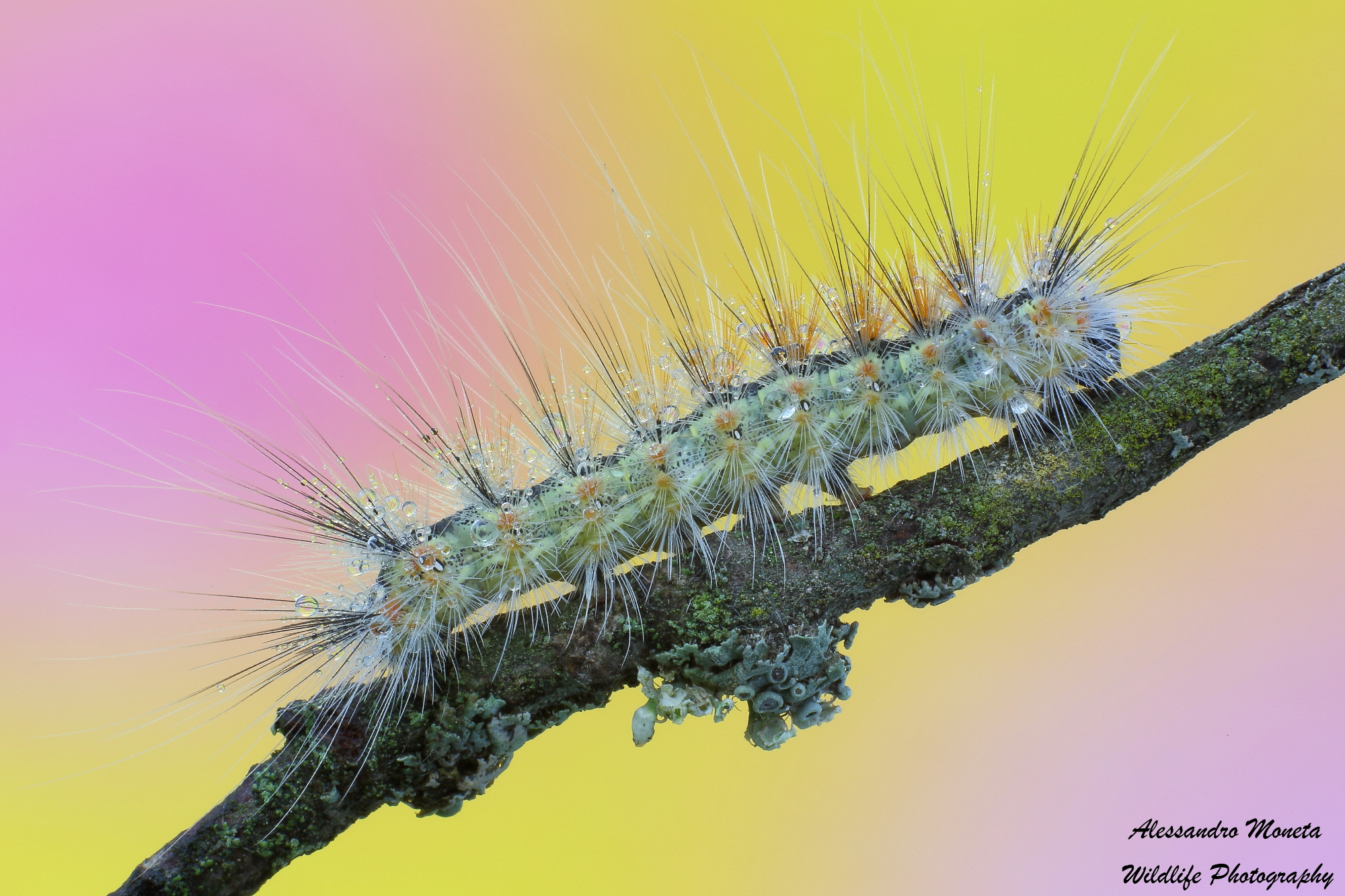 Visioni psichedeliche