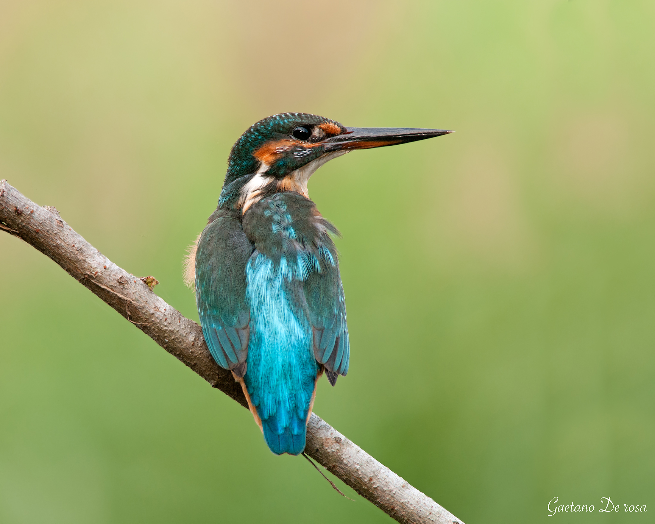 Kingfisher