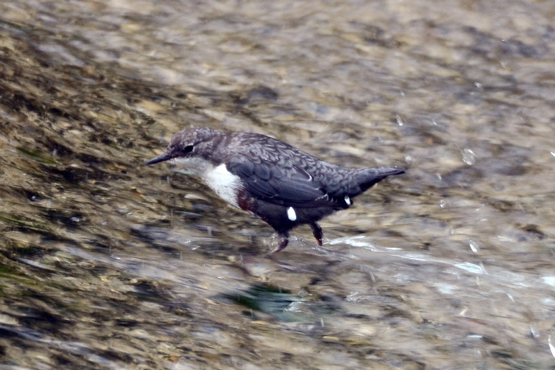 the dipper.
