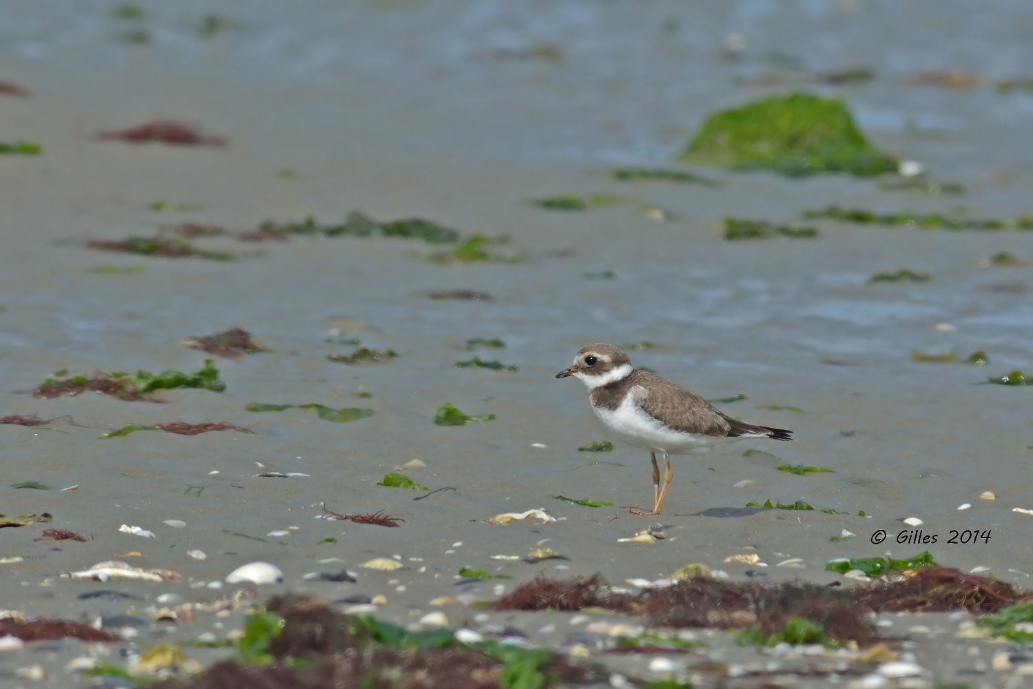 Giovane Corriere grosso (Charadrius hiaticula)