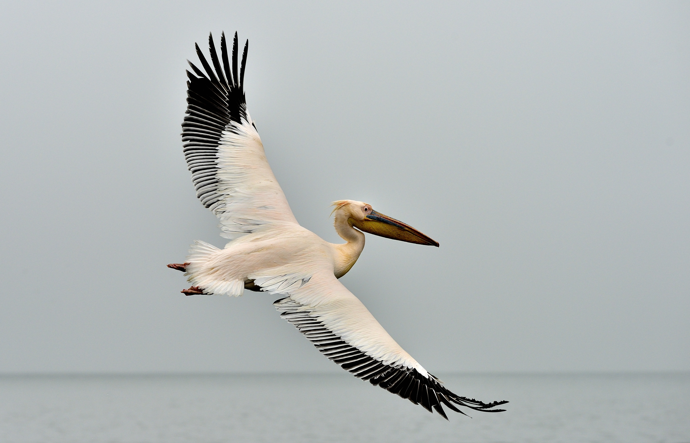Skeleton  Coast - Pellicano
