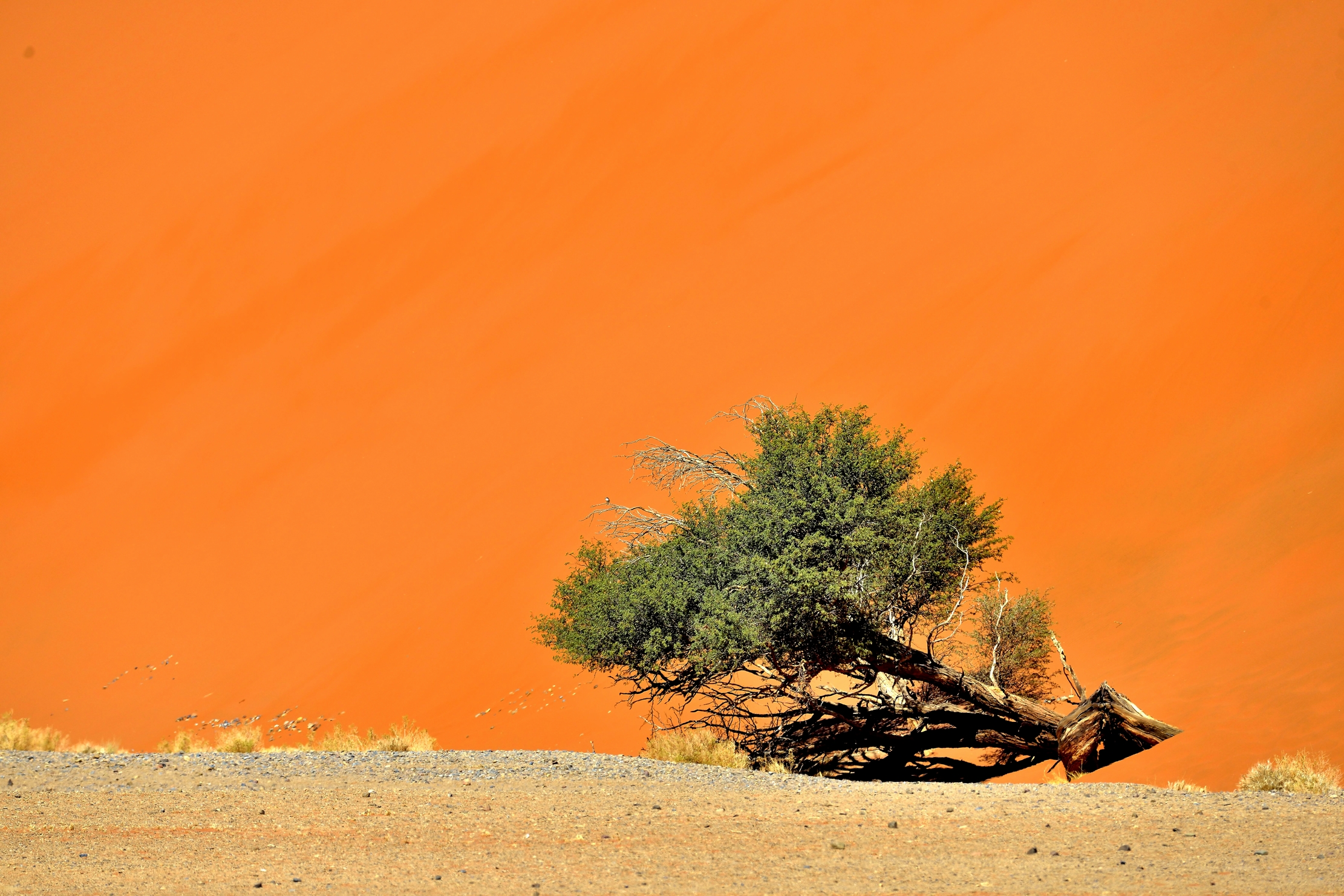 Deserto del Namib - Albero