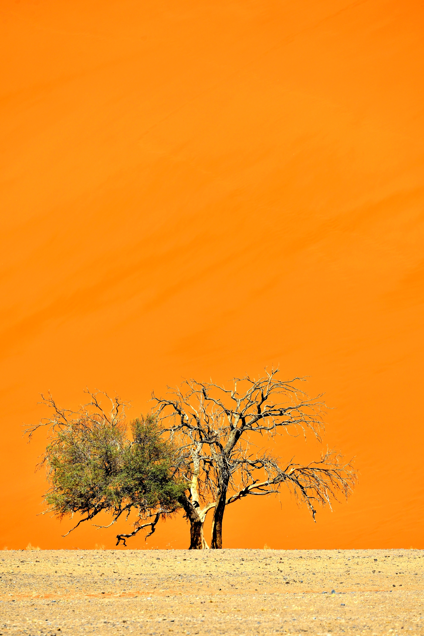 Deserto del Namib - Albero