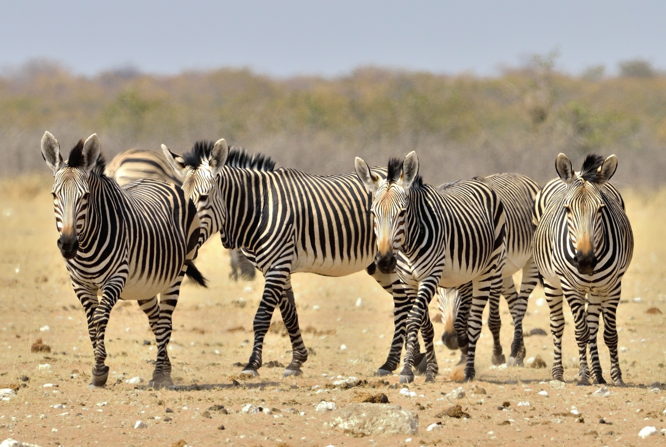 Etosha - Zebre diMontagna (di Hartmann)