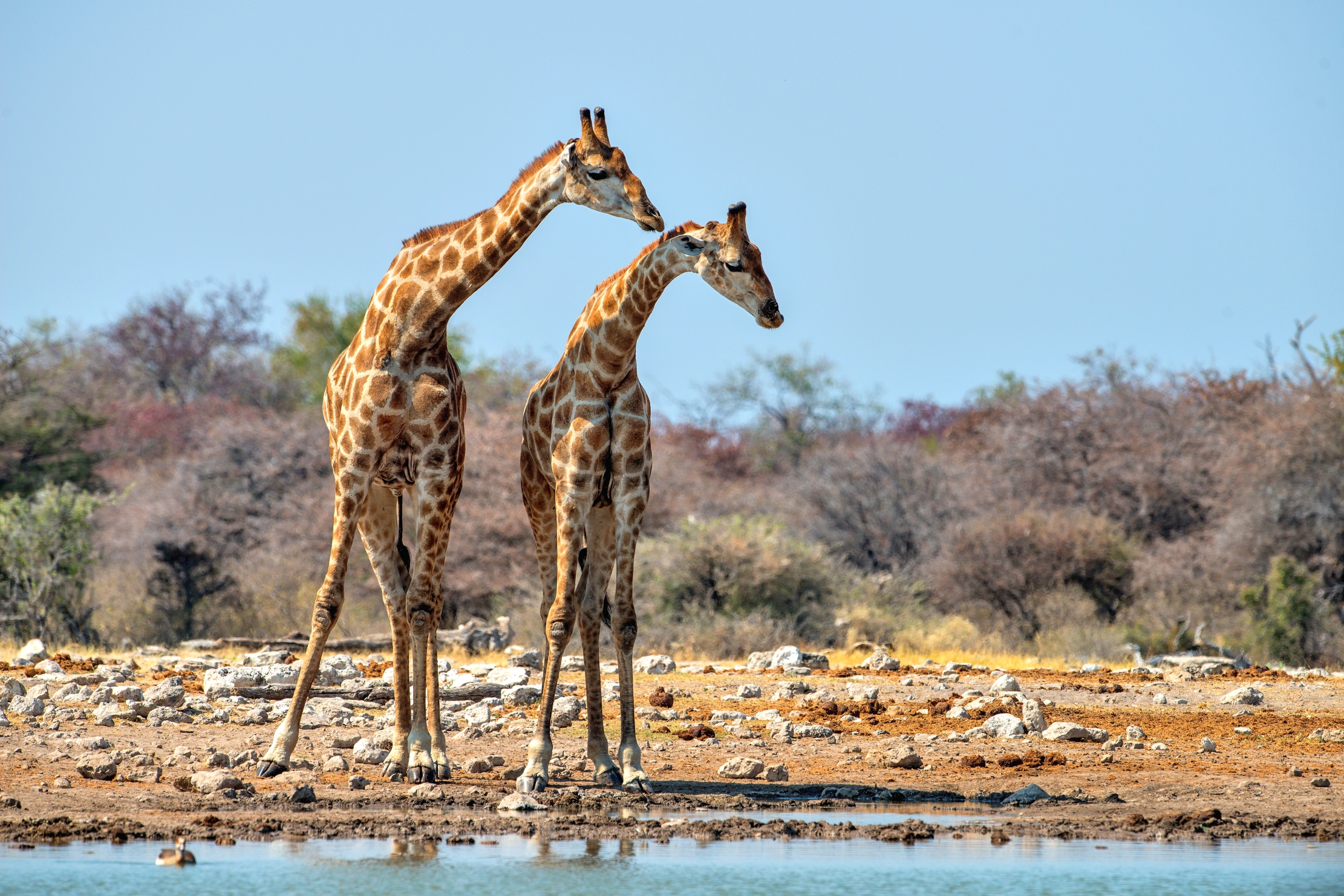 Etosha - Giraffe