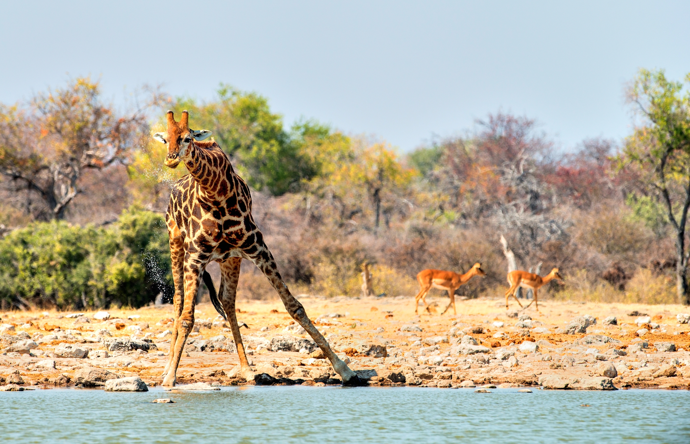 Etosha - Giraffa