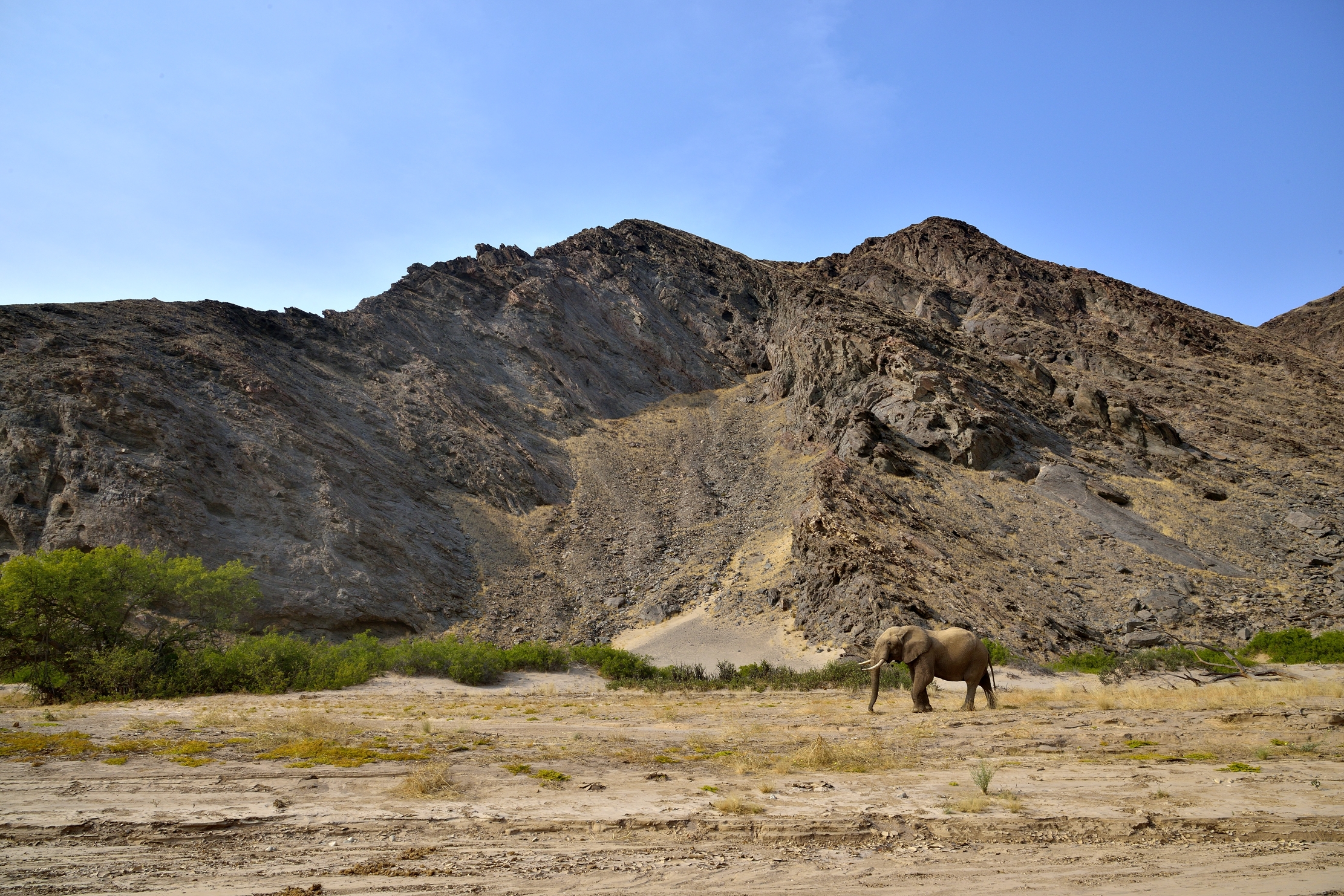 Deserto del Kaokoland - Elefante