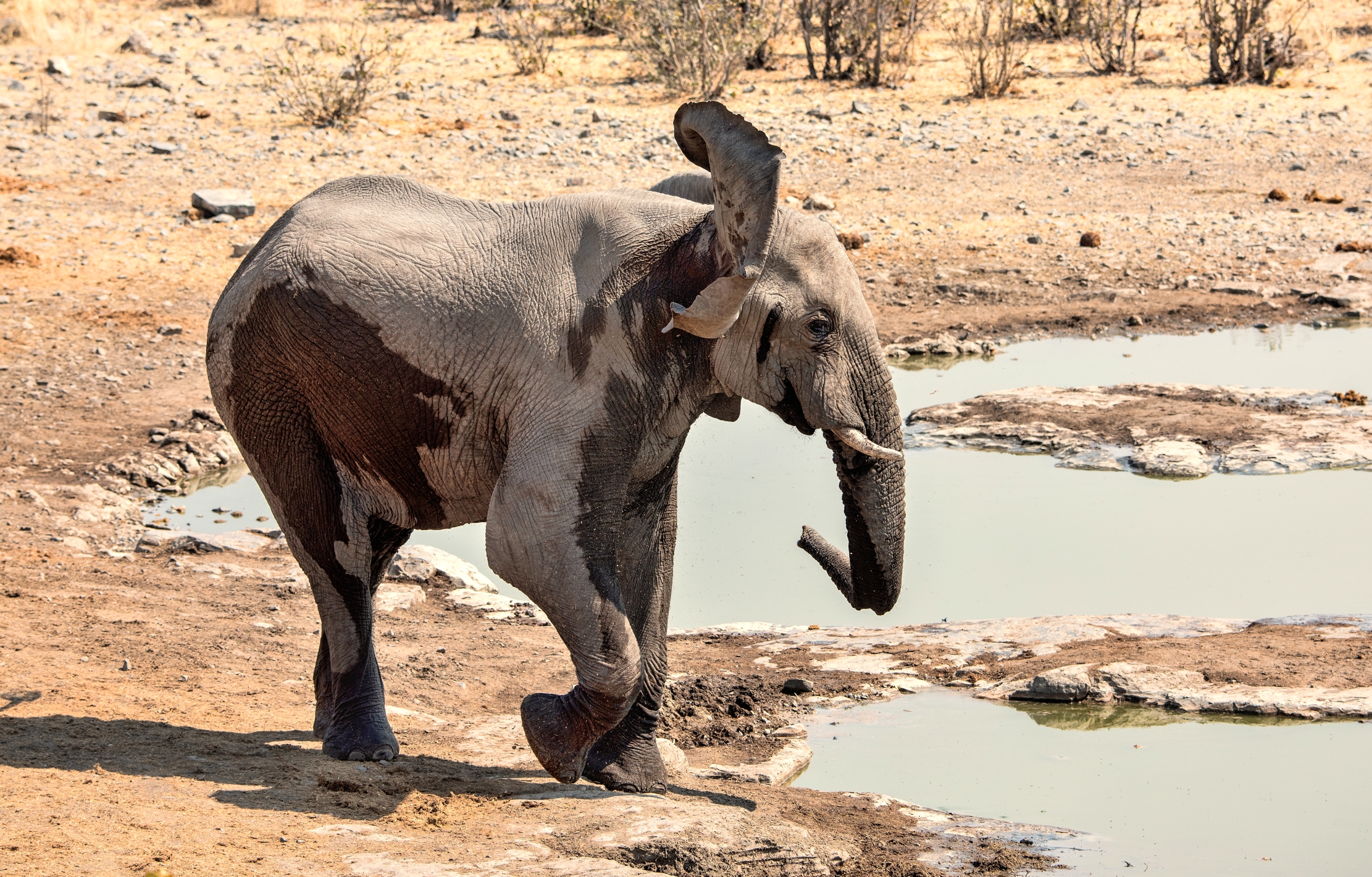Etosha - Giovane Elefante