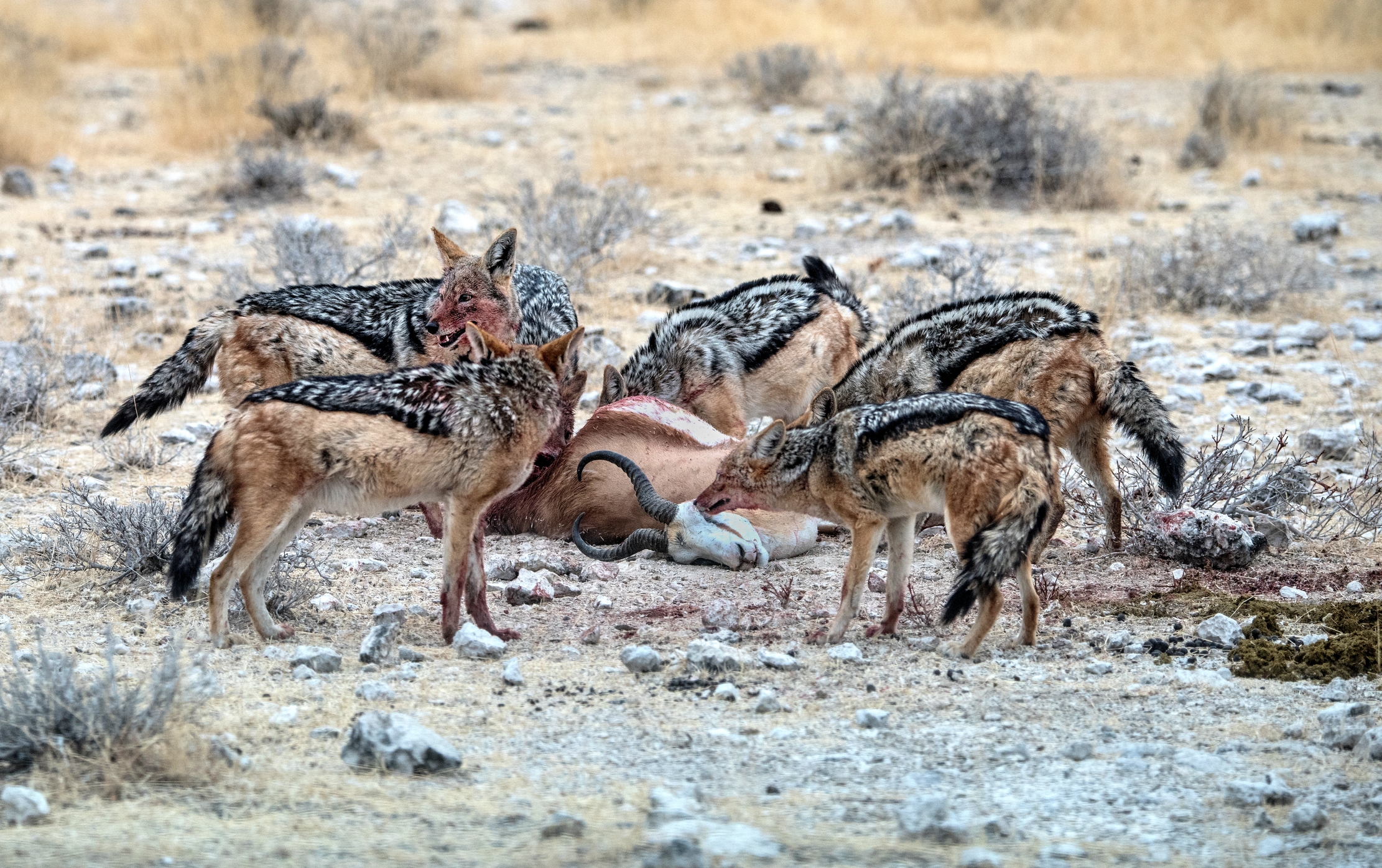 Etosha - Sciacalli con preda