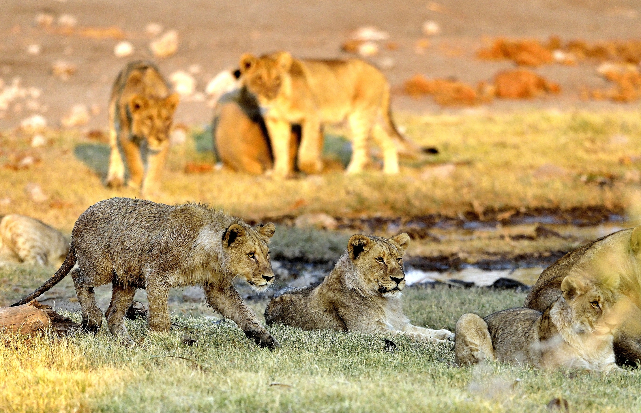 Etosha - Giovani leoni