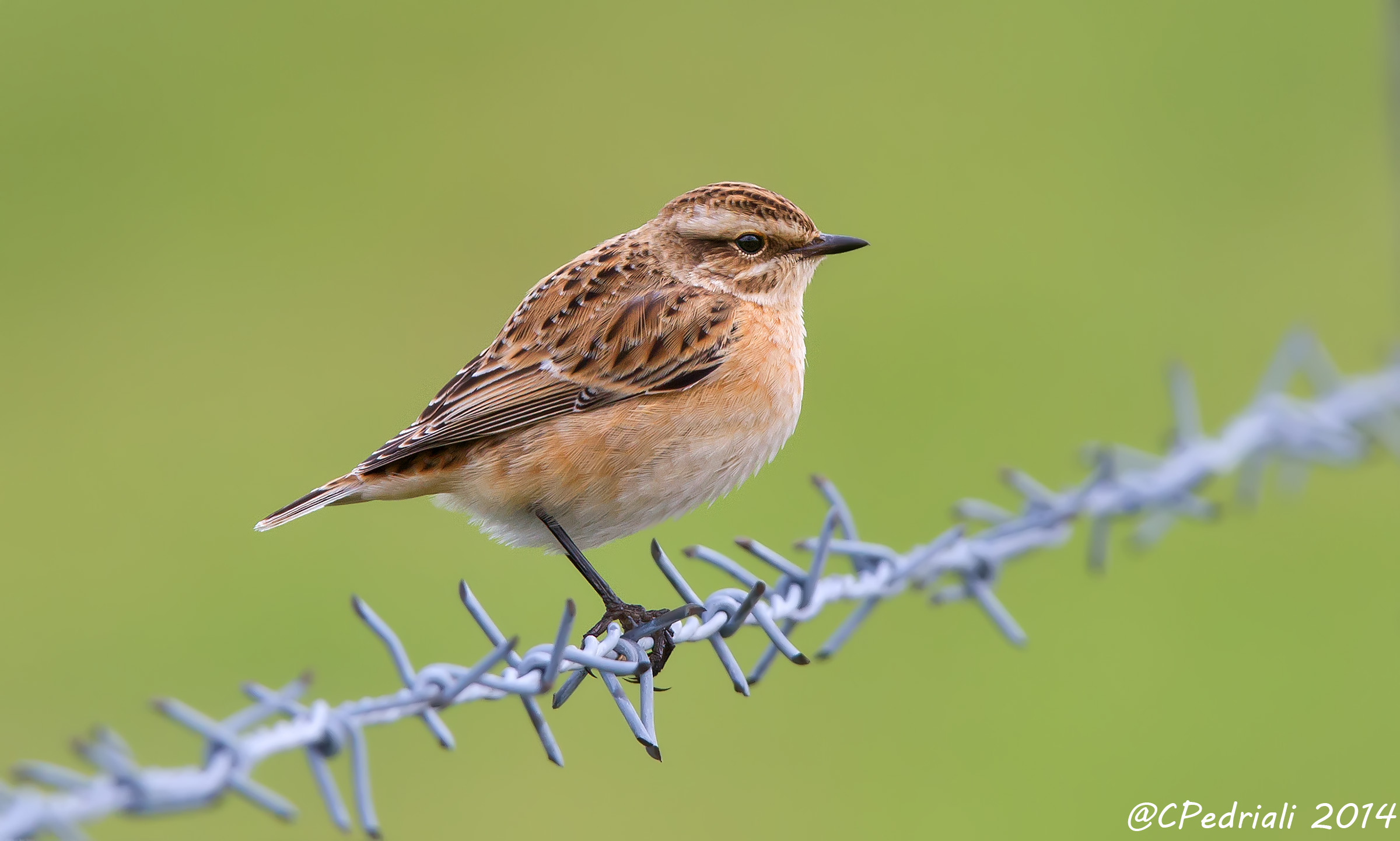 Stonechat female
