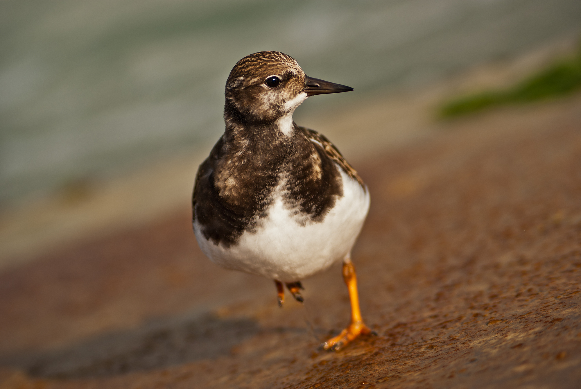 Ruddy Turnstone (Arenaria interpres (Linnaeus 1758) - Scolop