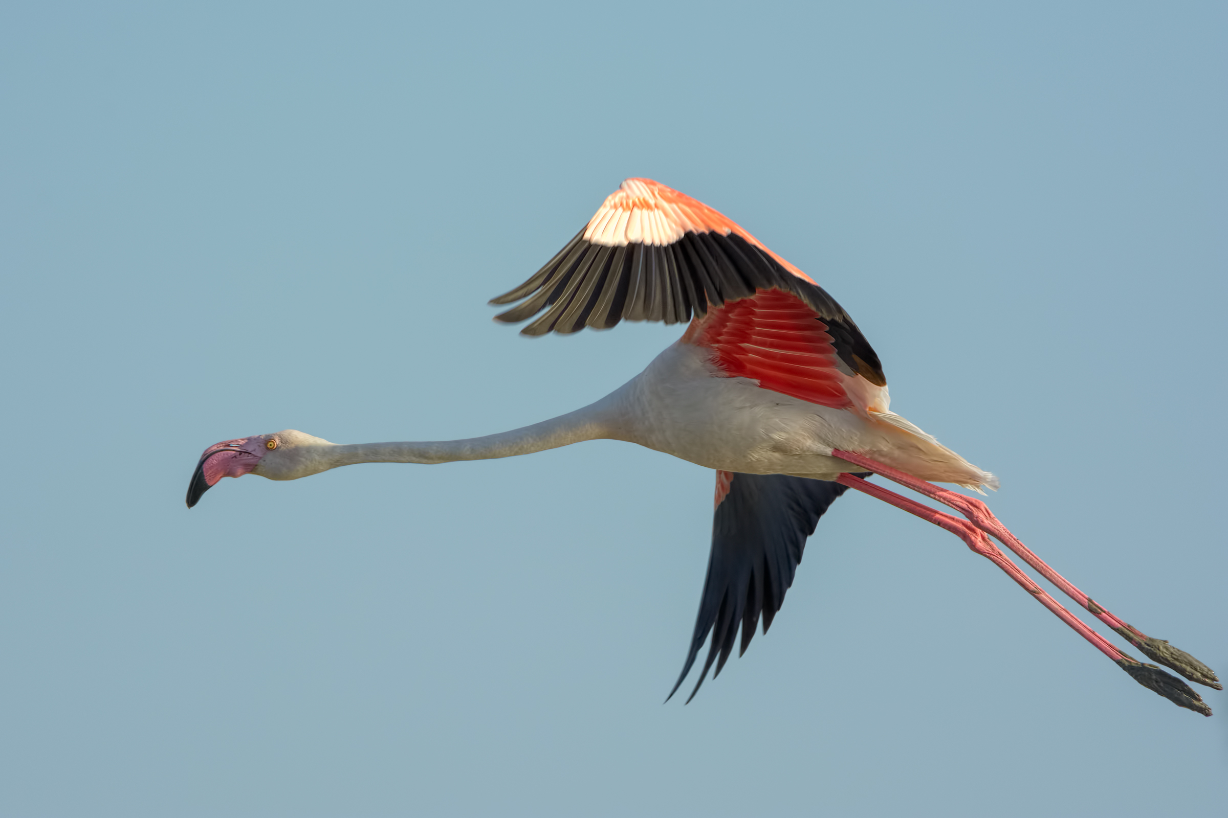 Pink Flamingo (Phoenicopterus roseus)