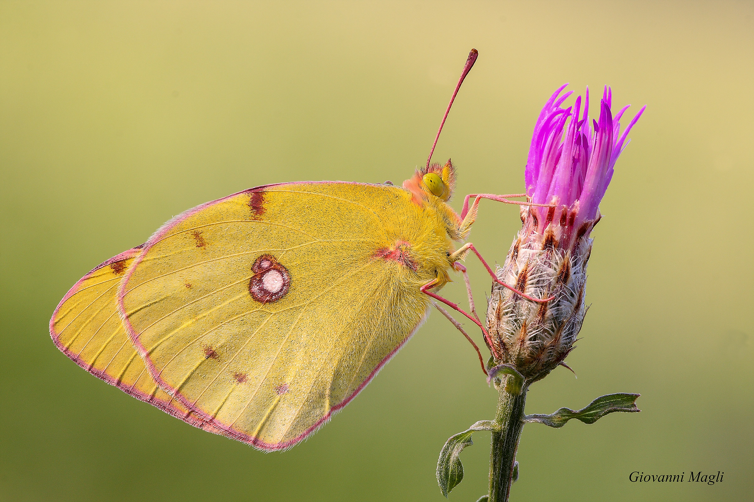 Colias Crocea