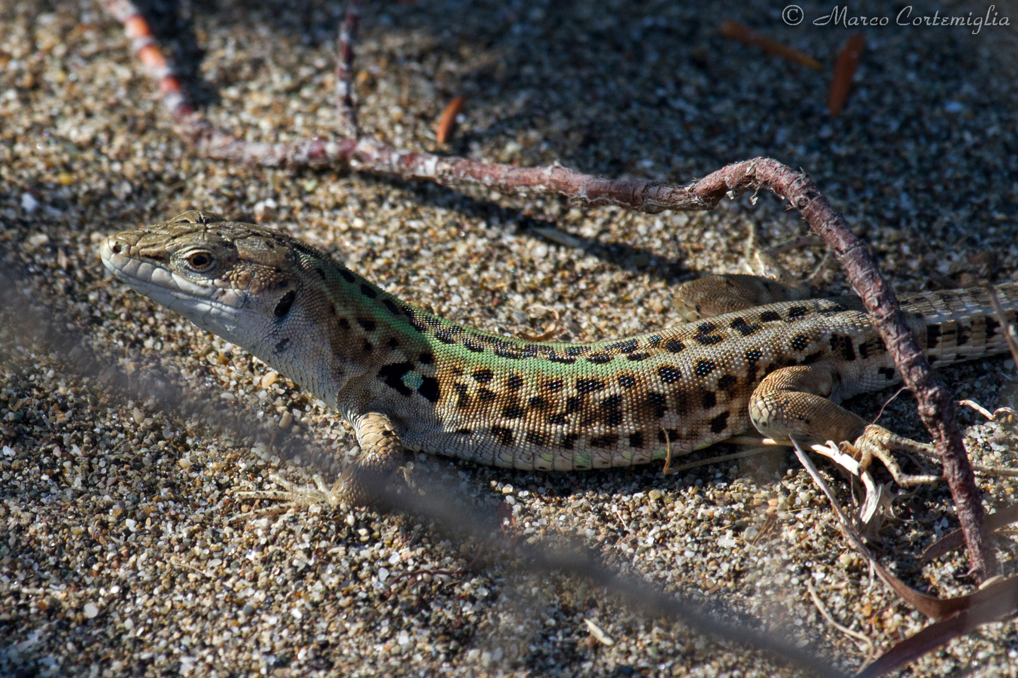 Lucertola mediterranea (Podarcis sicula)