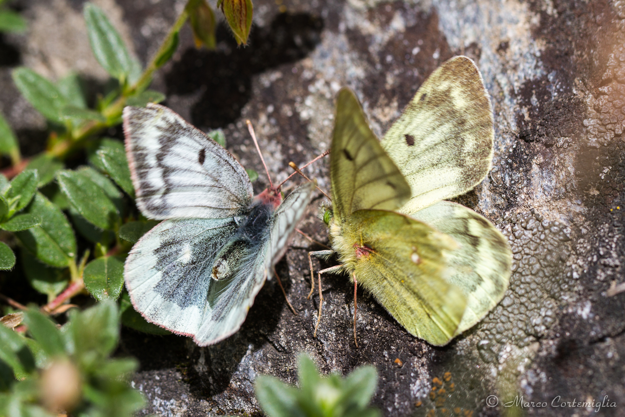 Colias phicomone
