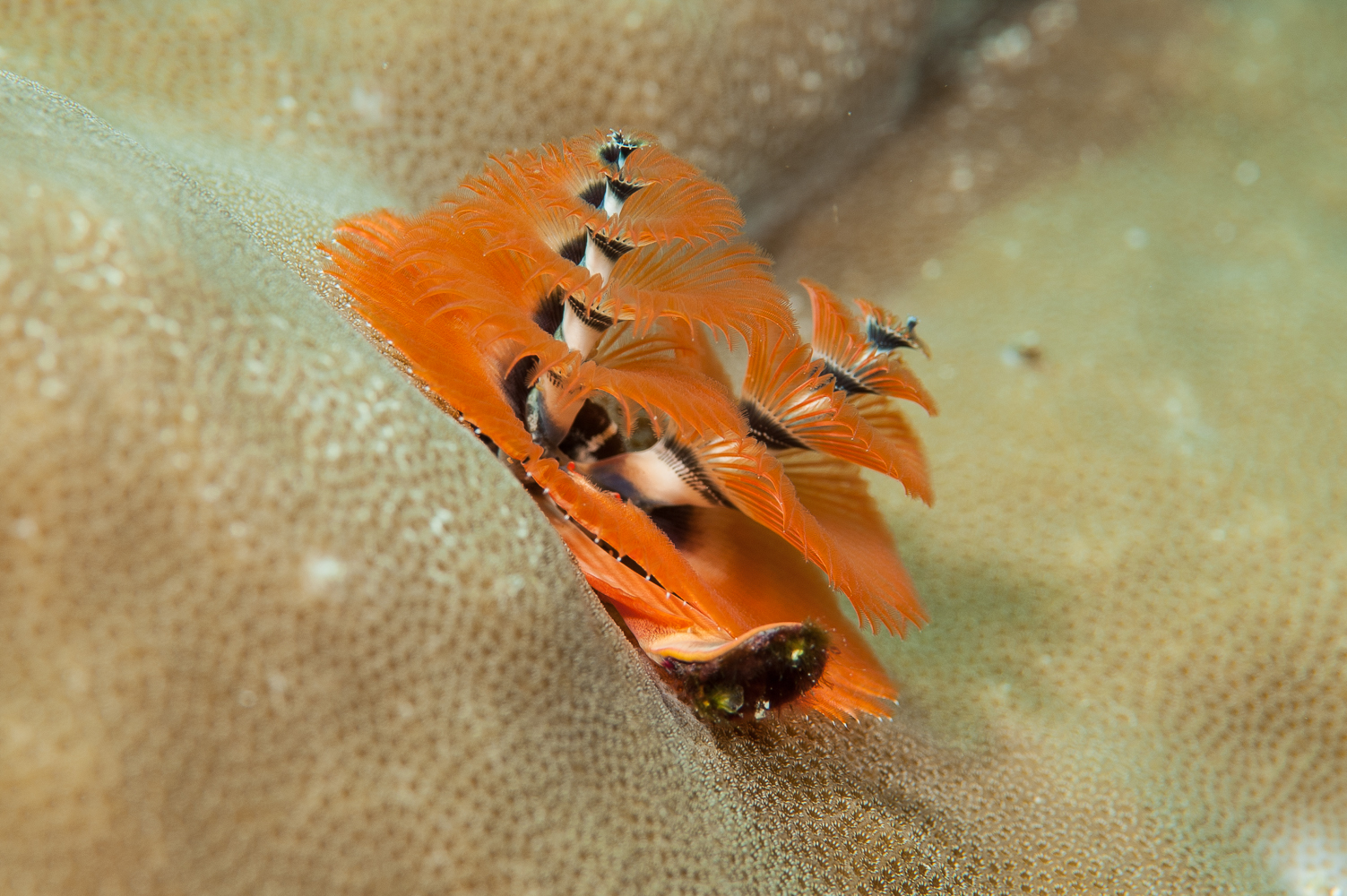 spirobranchus giganteus