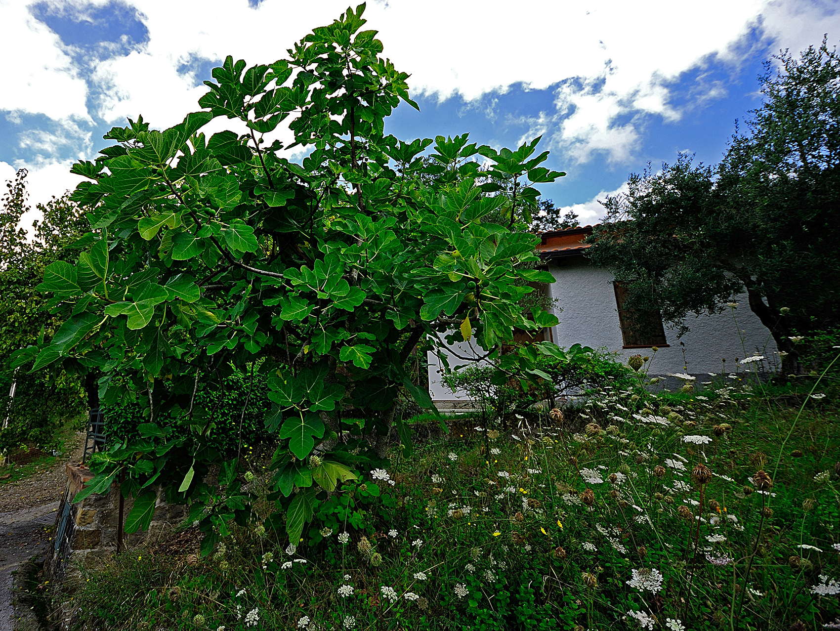 il fico e la casetta..