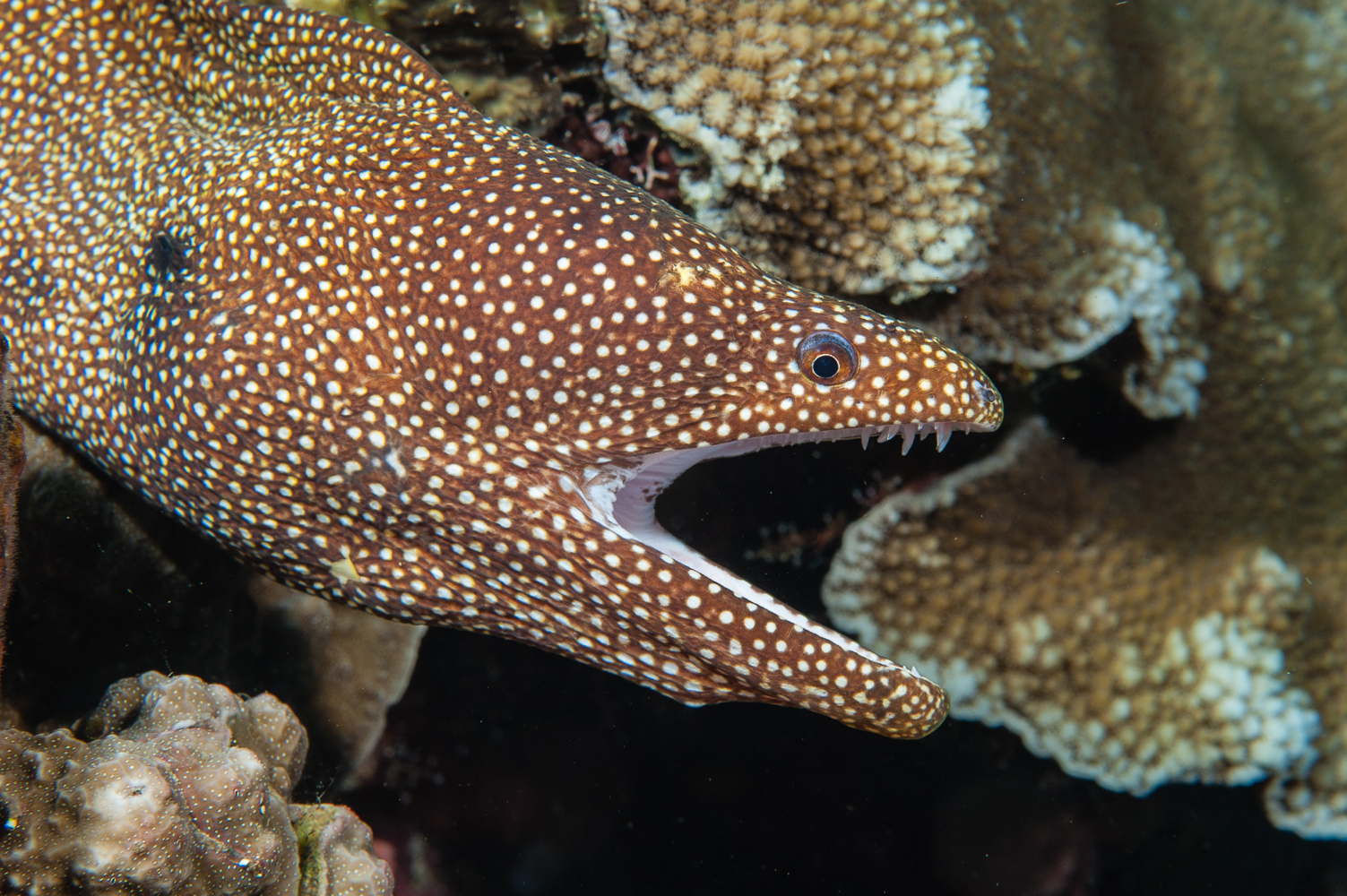 gymnothorax meleagris