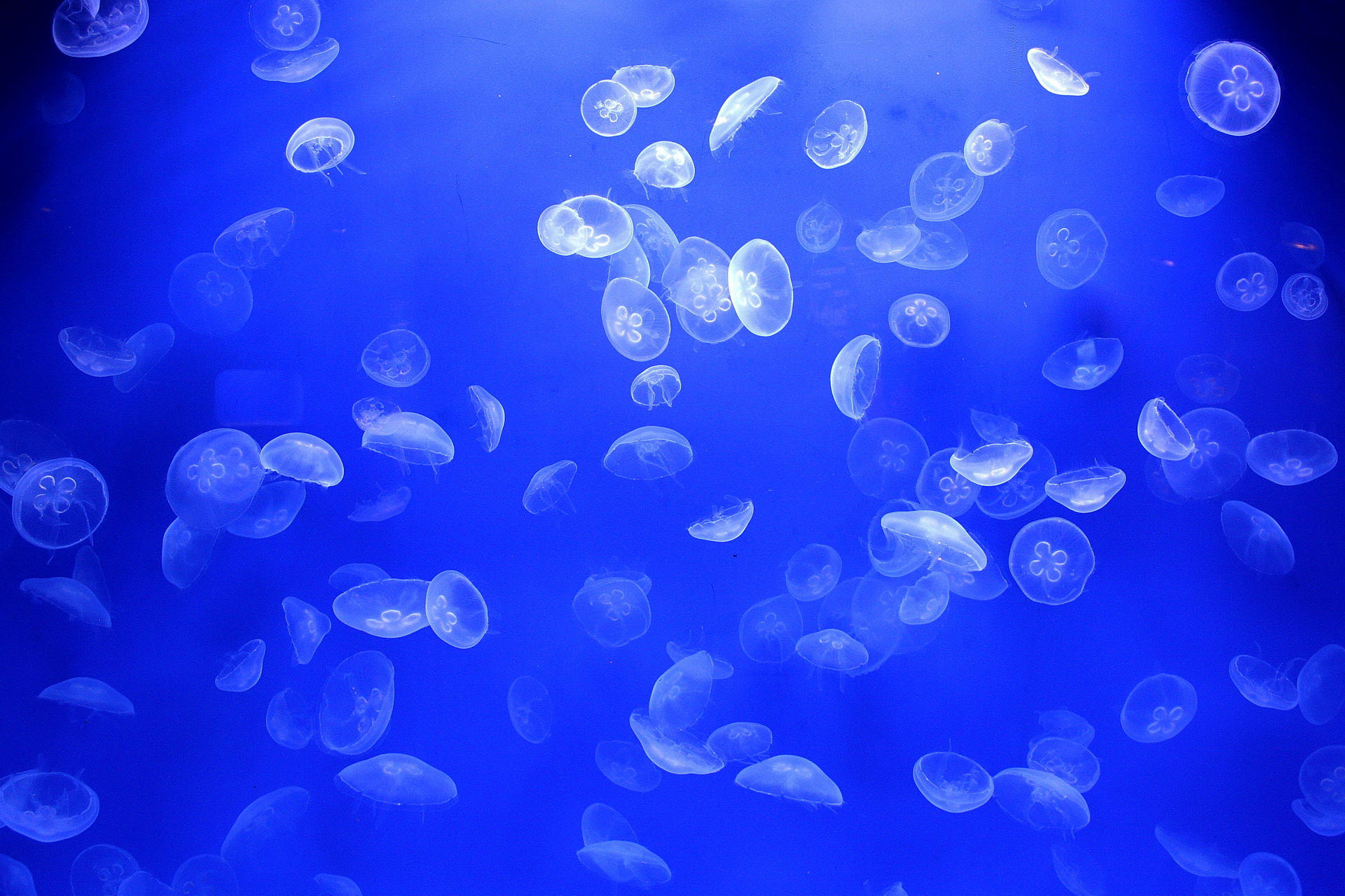 Nel blu dipinto di blu