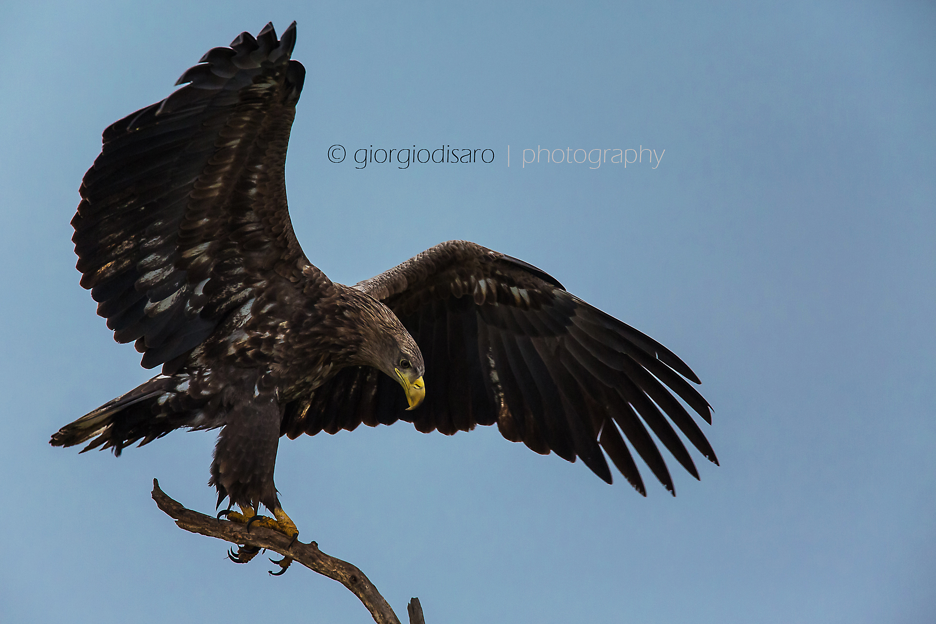 White-tailed eagle