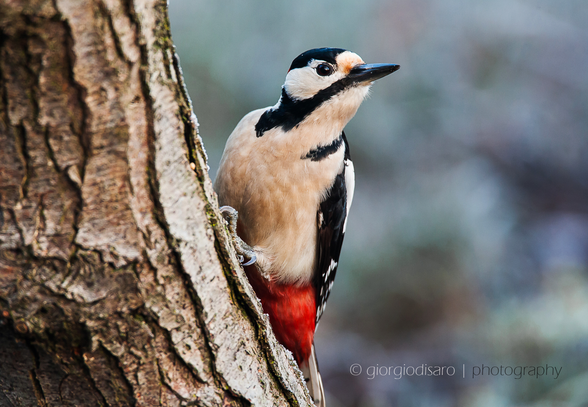 woodpecker