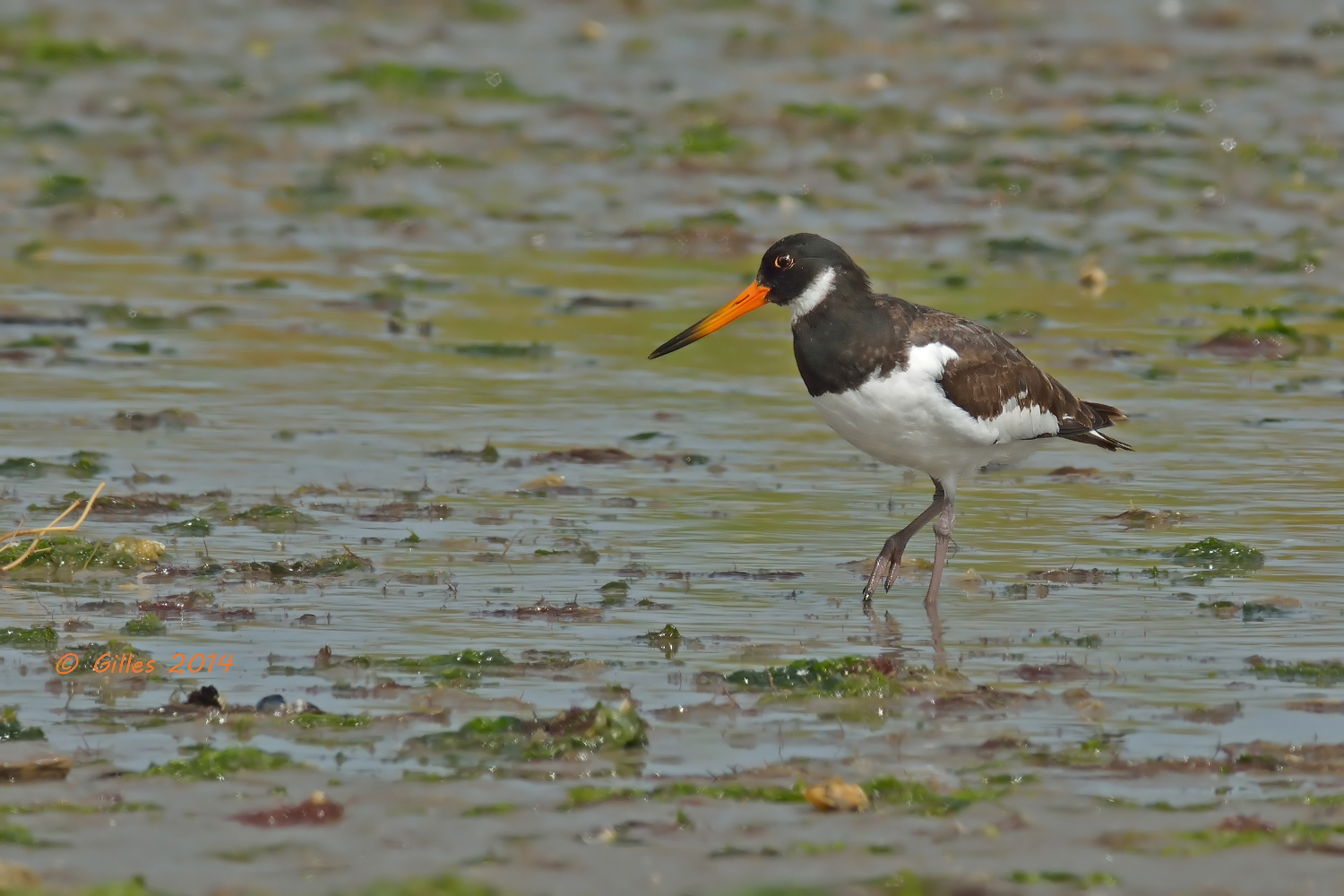 Young Oystercatcher (Haematopus ostralegus)