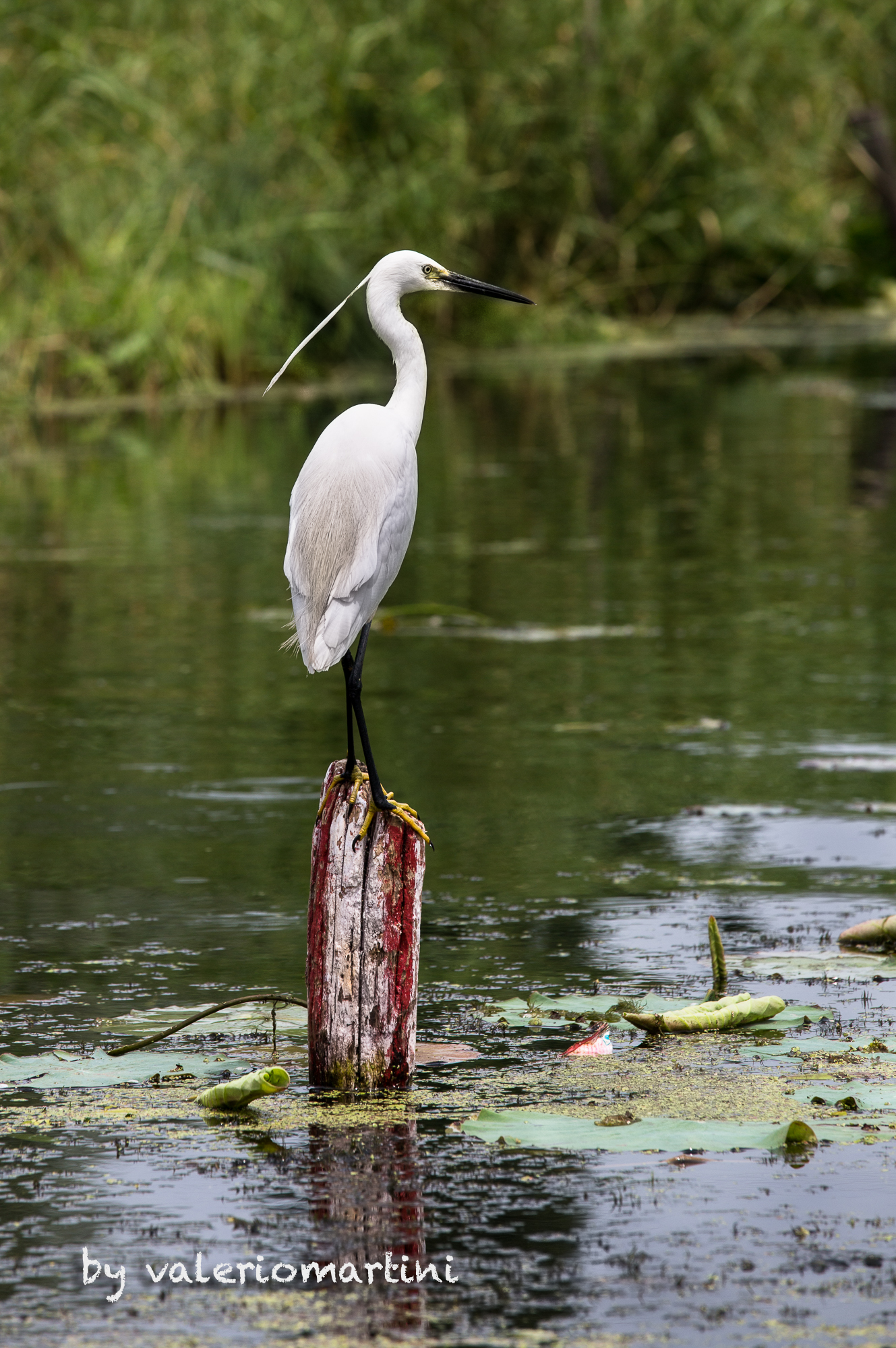 Lago Dal - Srinangar