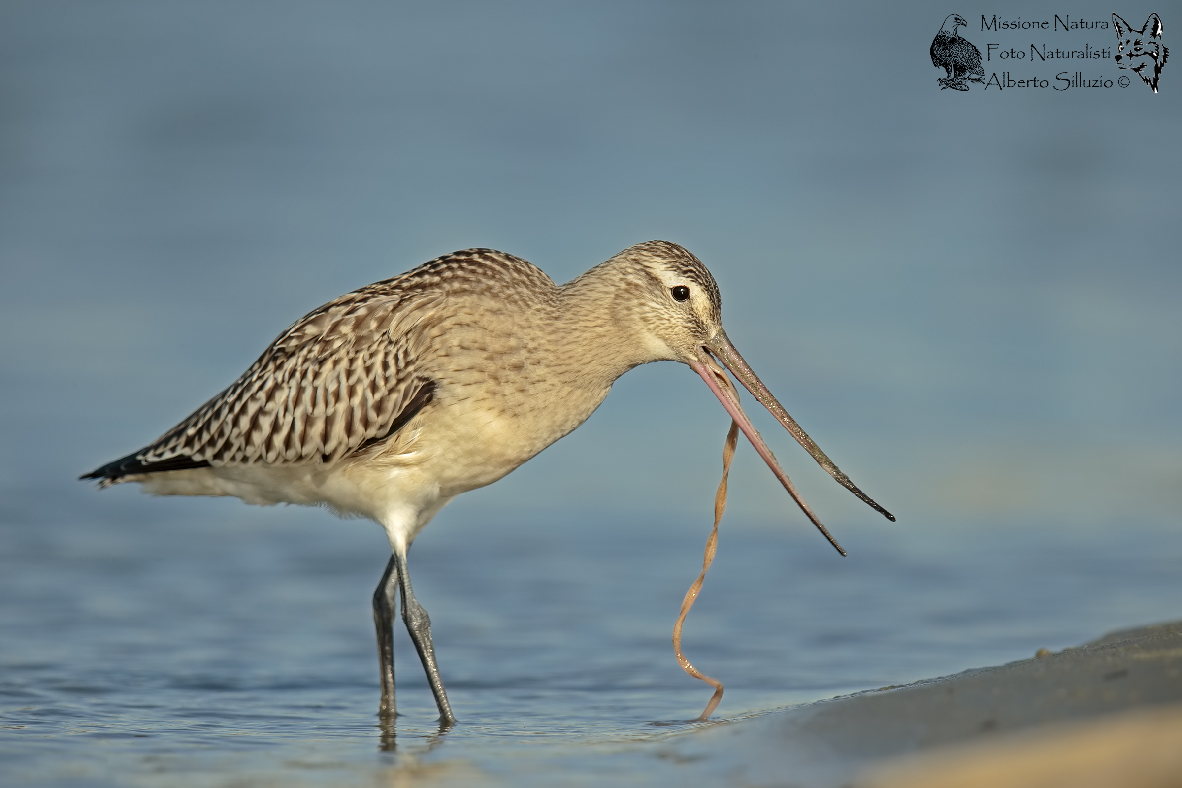 Godwit and noodles ...