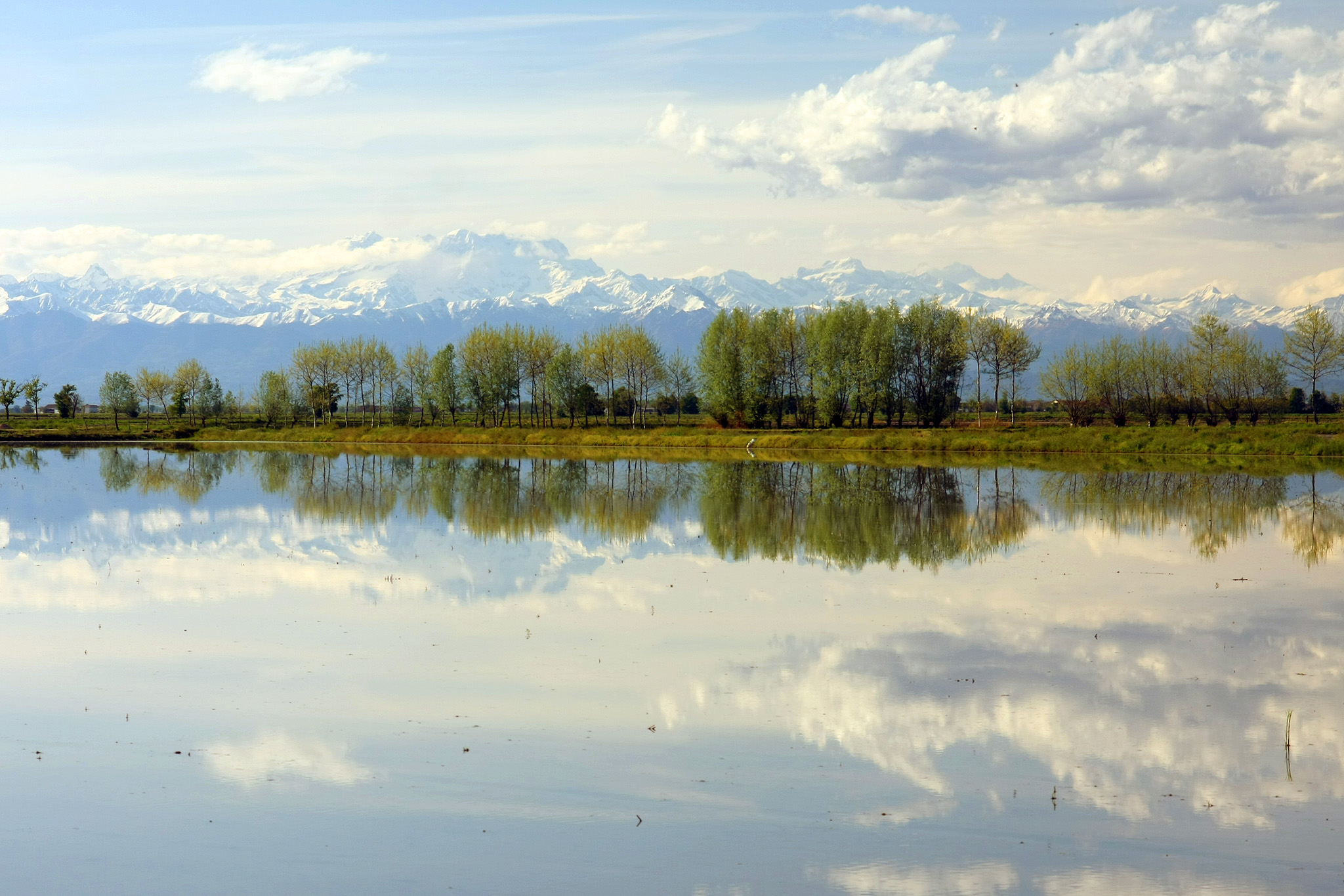 Riflesso alpino nella risaia