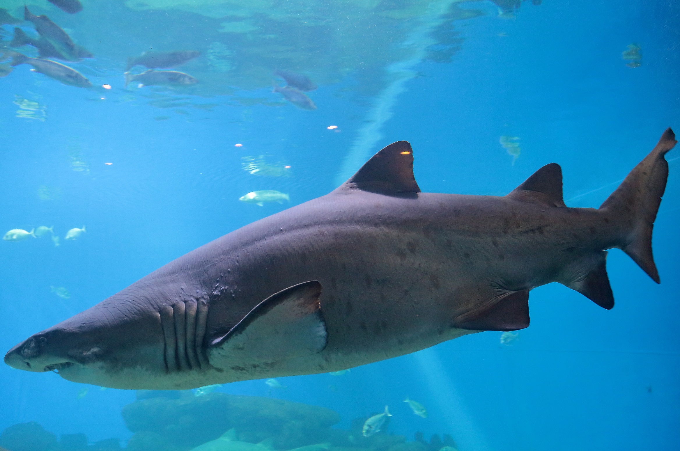 tiger shark